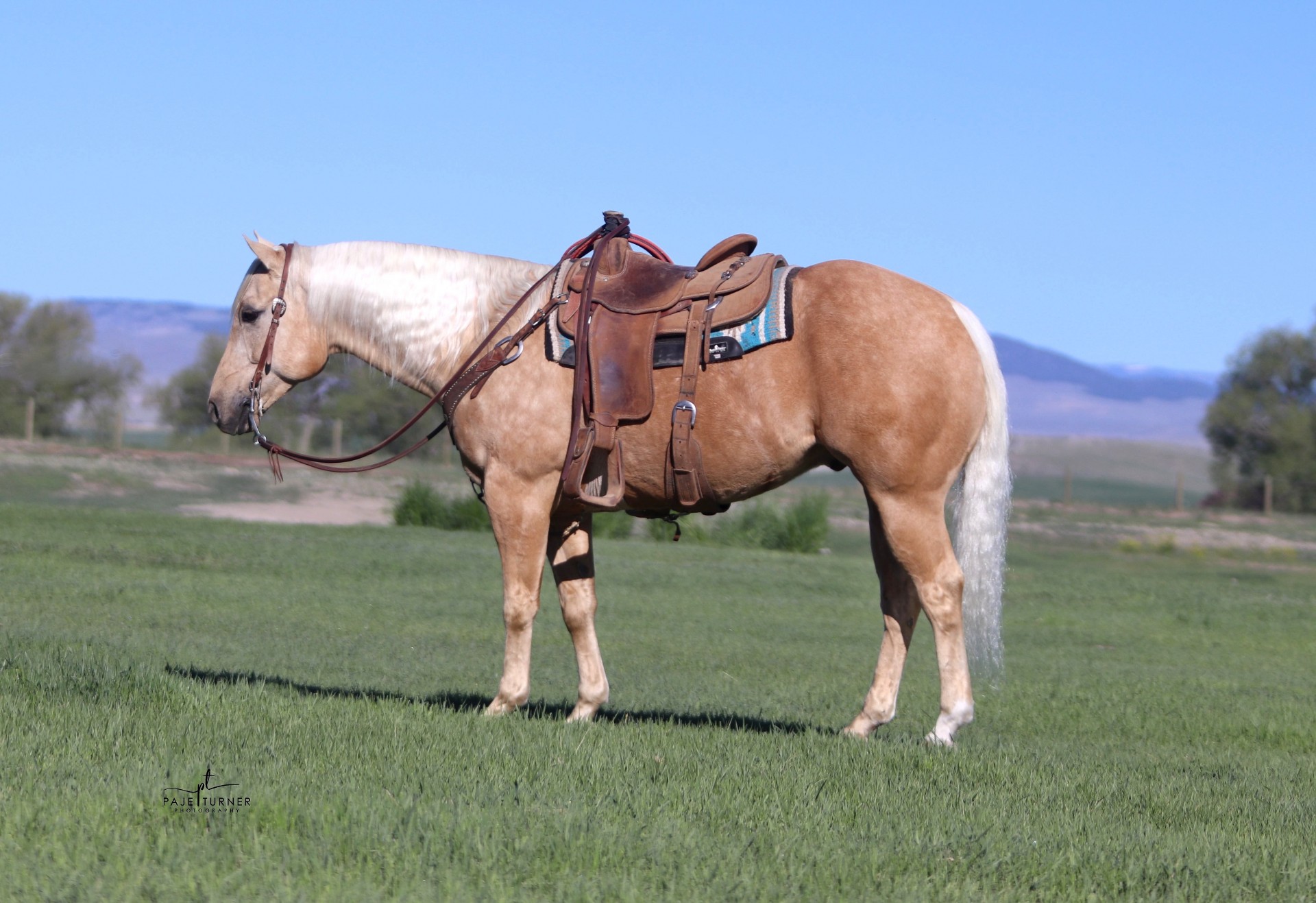 drop-dead-handsome-palomino-gelding-used-in-all-phases-versatile