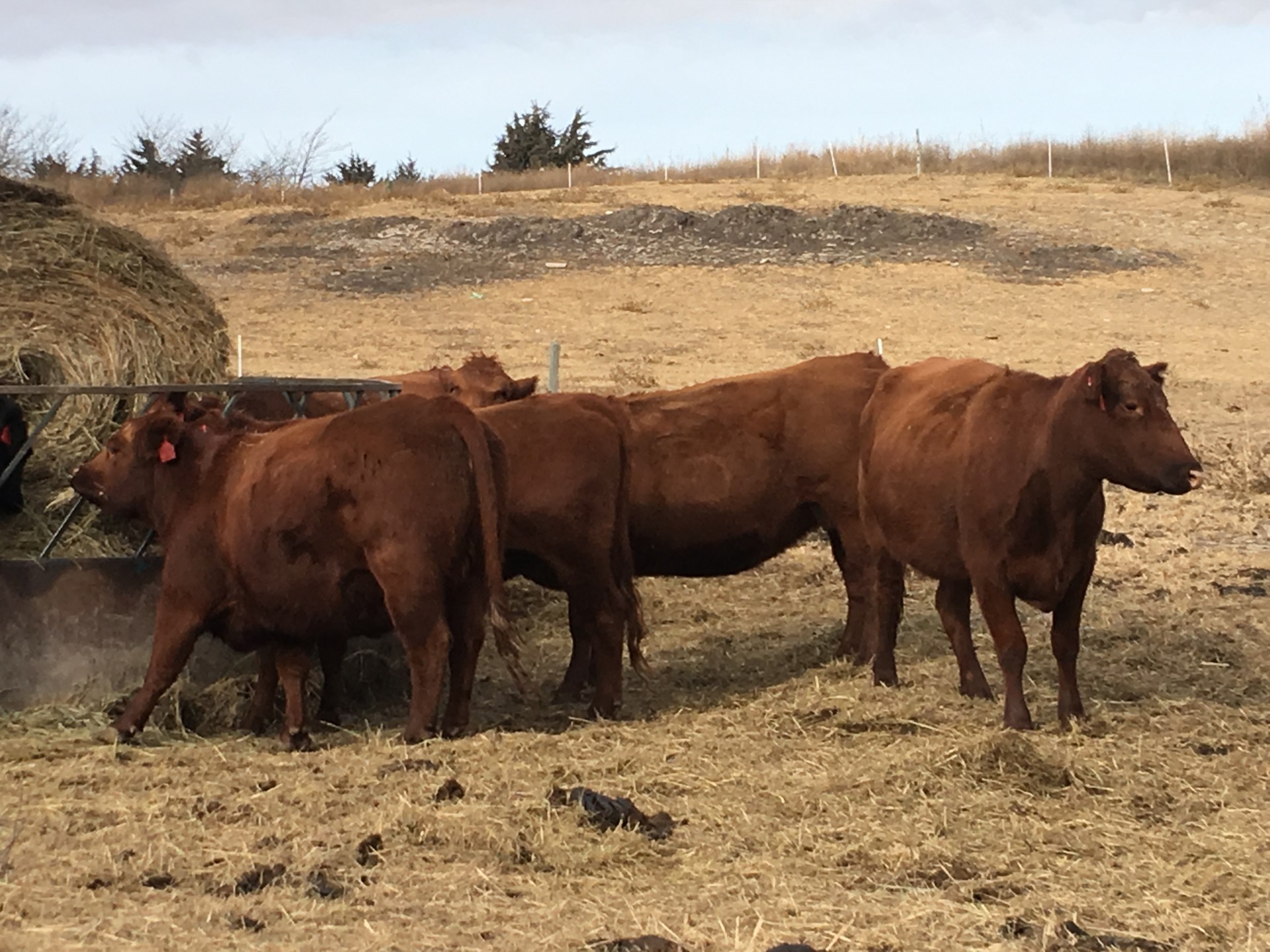 11 - Red Angus Cows - Nebraska