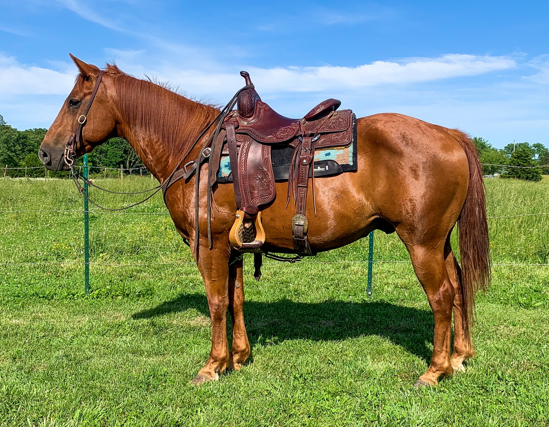 9y-o-aqha-ranch-and-heel-gelding