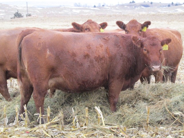 48 - Red Angus Females - Nebraska