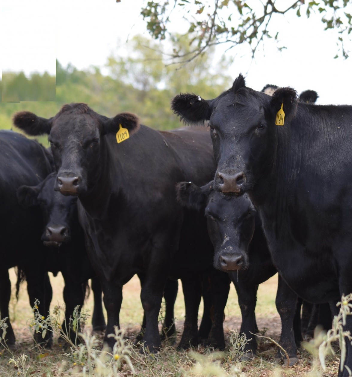 22 - 3 To 5 Y/o Angus & BWF Cow/Calf Pairs - Texas