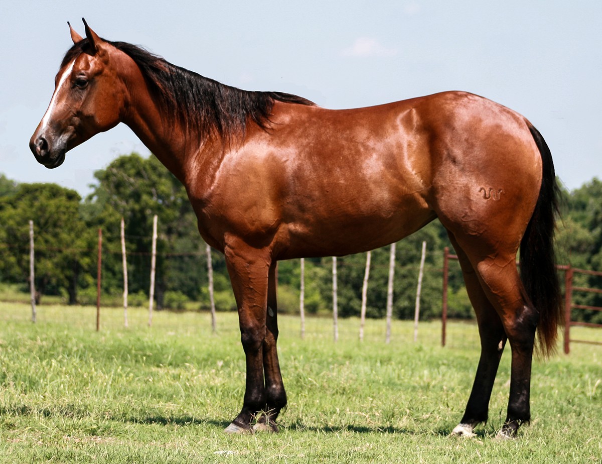 ONCE IN A BLU BOON Filly Bred by the Legendary KING RANCH!