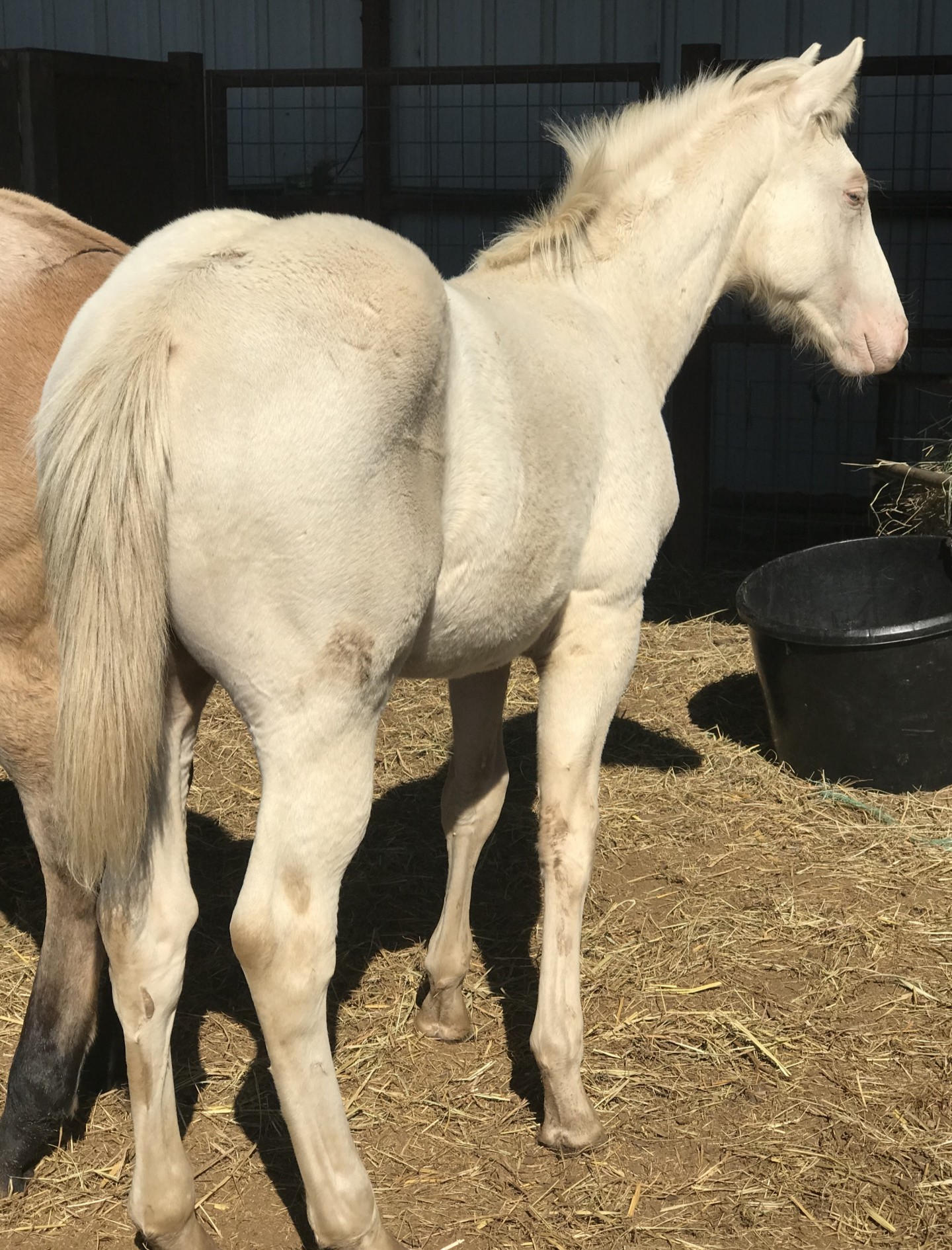 AQHA CREMELLO YEARLING STUD COLT