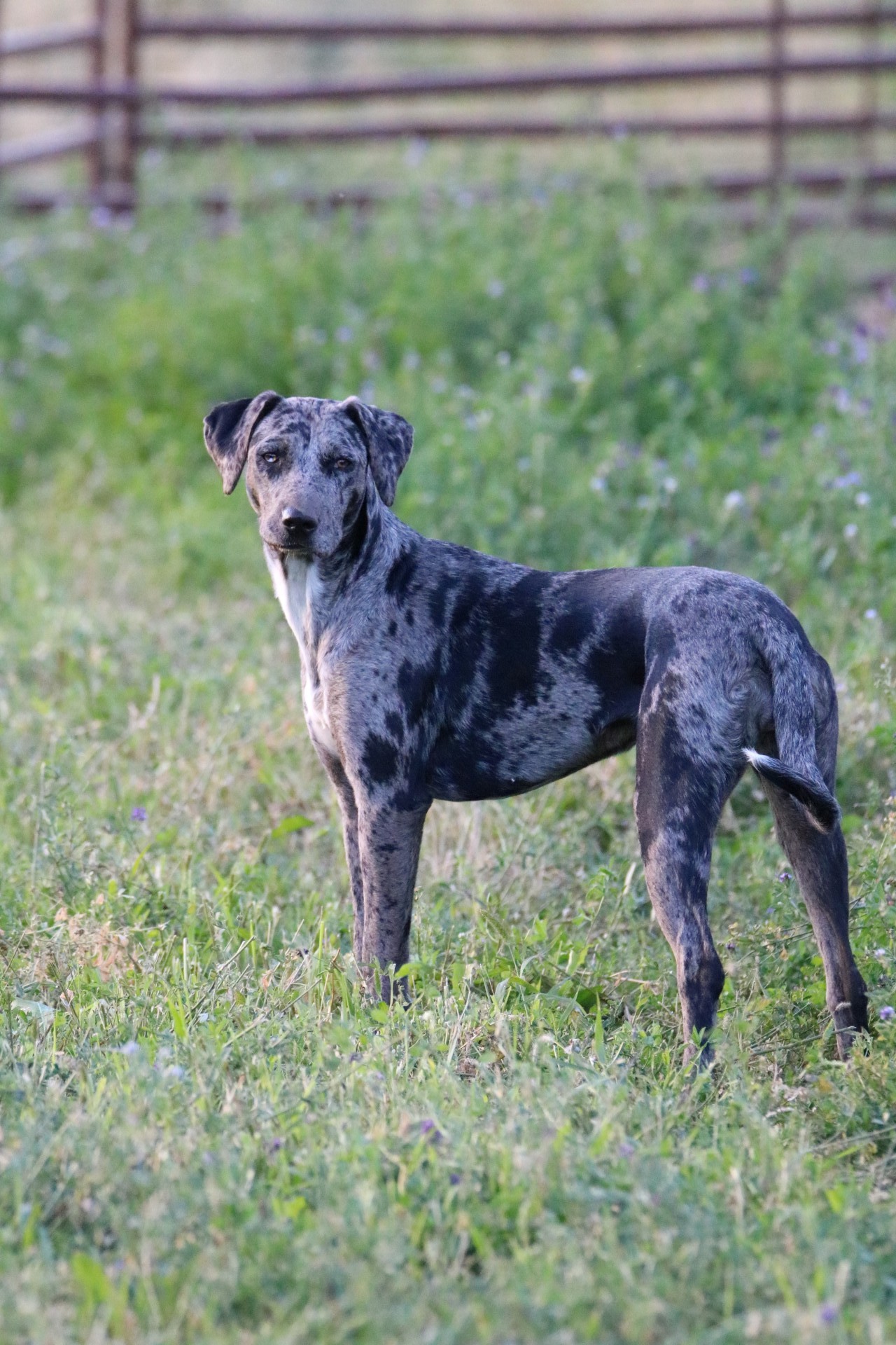 9-month-old-purebred-catahoula