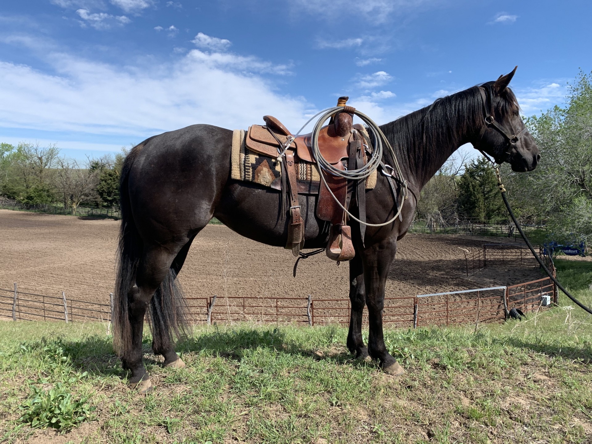 Nice, gentle Black AQHA Kid Friendly Horse