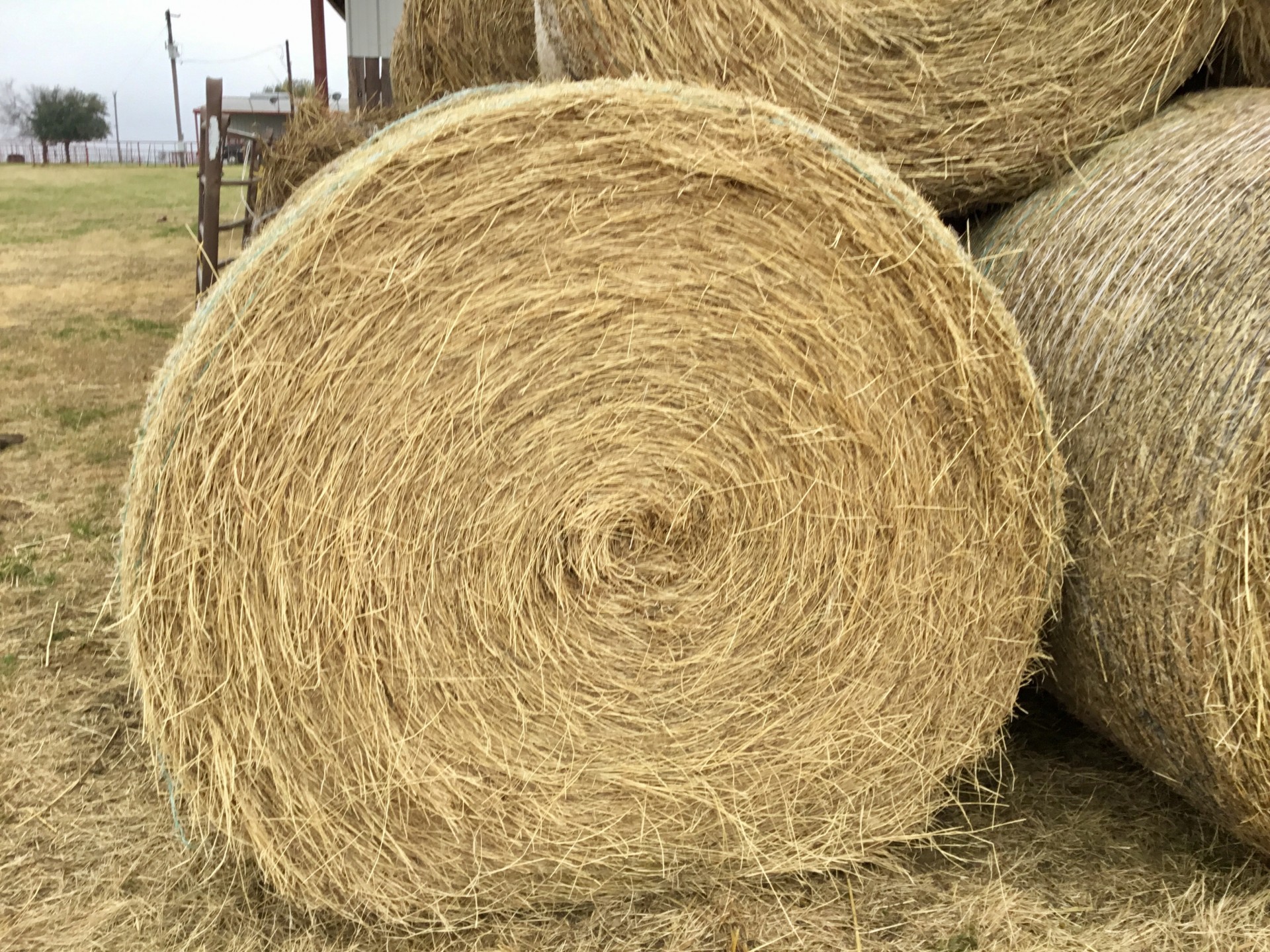 100-bales-coastal-hay-texas