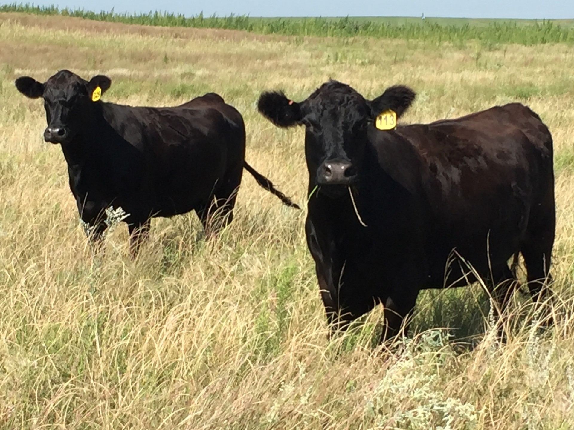 300 - 3-4 Yr Old Black Angus Cows - Nebraska