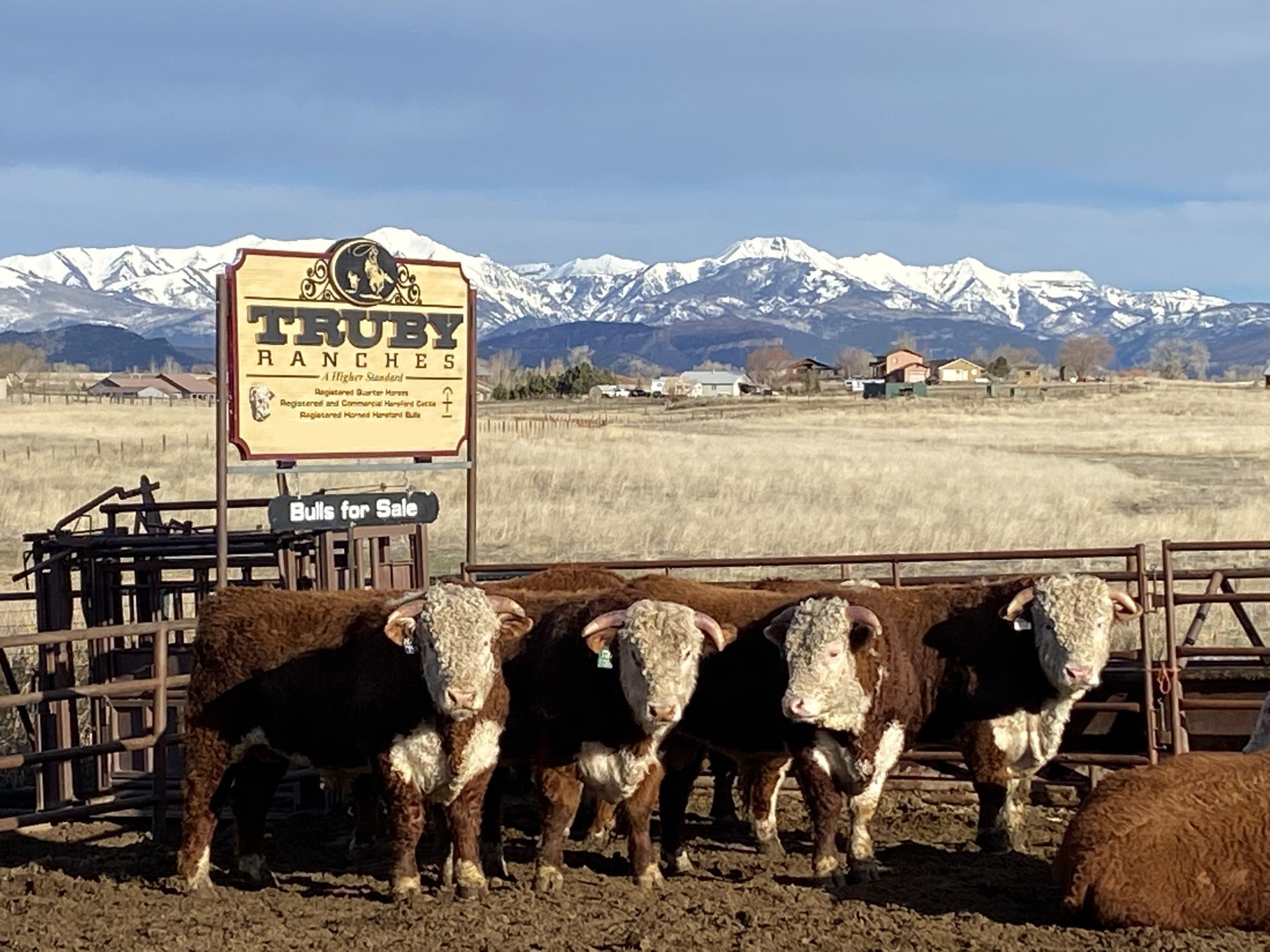 15 2 YR Old HORNED Hereford Bulls Colorado