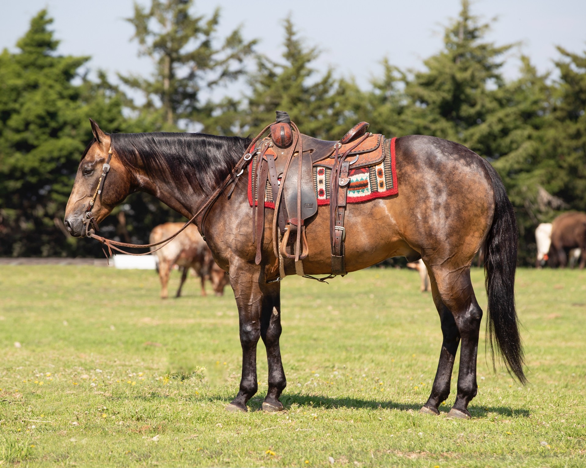 PATRON BUCKSKIN Ranching Roping Reining Cowhorse