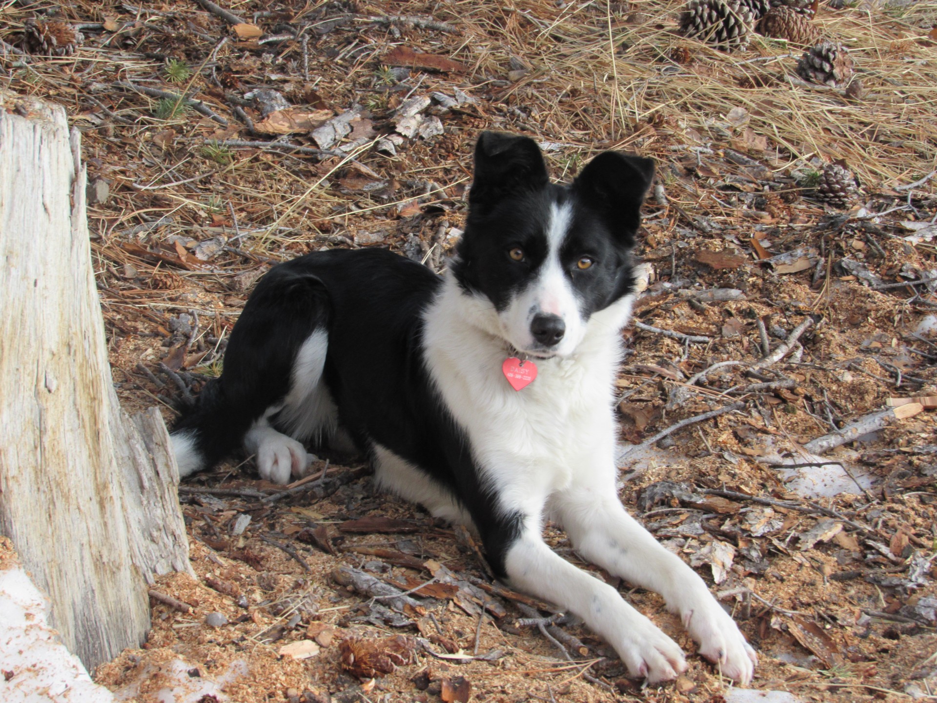 female collie