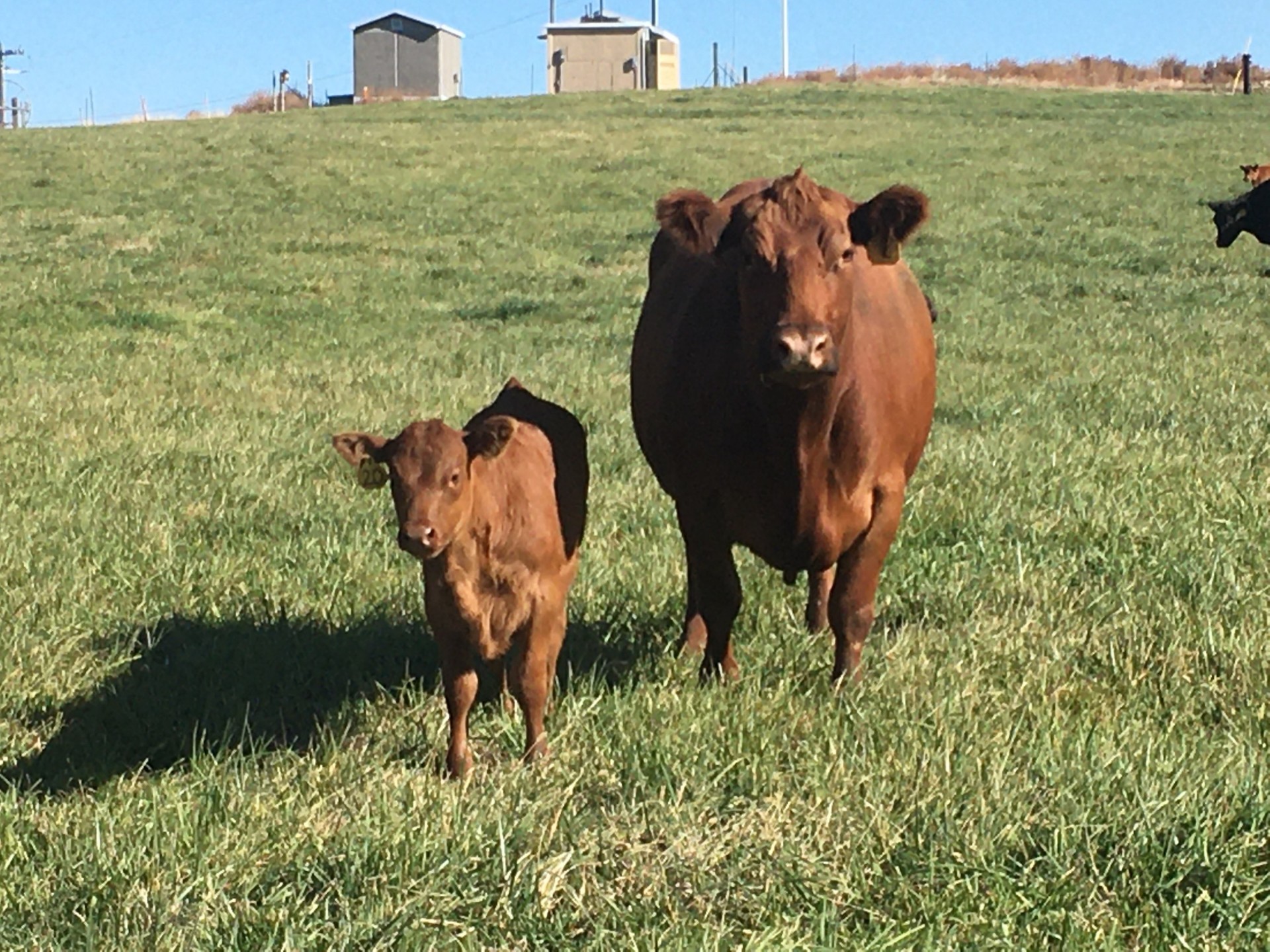 33-red-angus-cow-calf-pairs-oregon