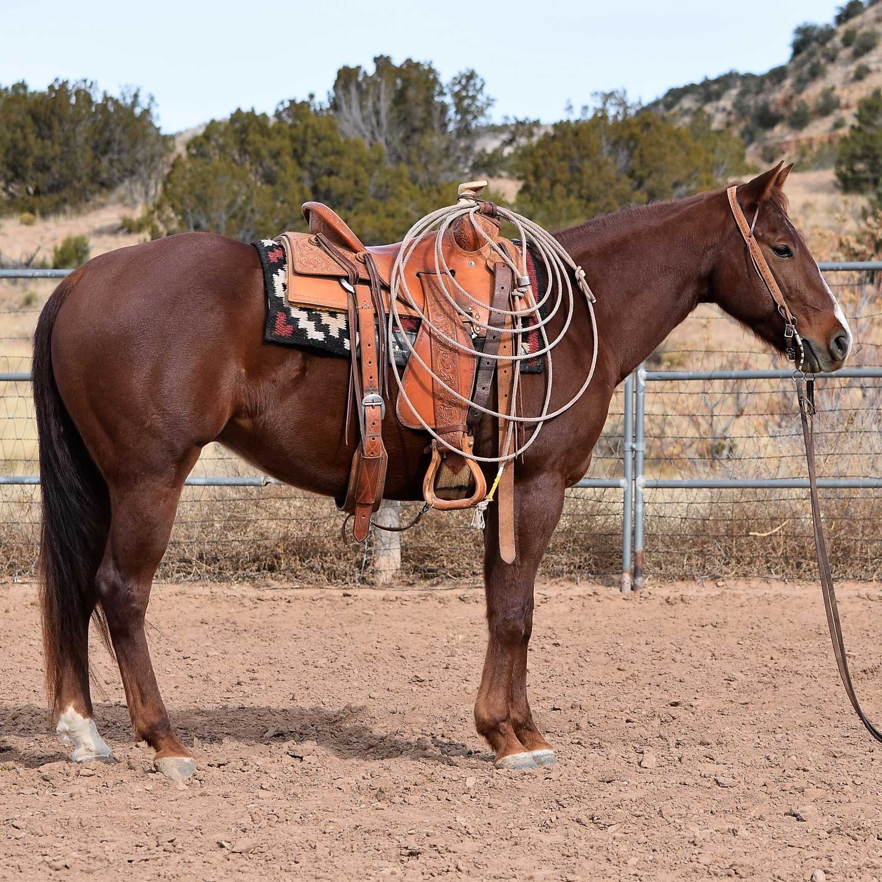 Ranch Cow Horse