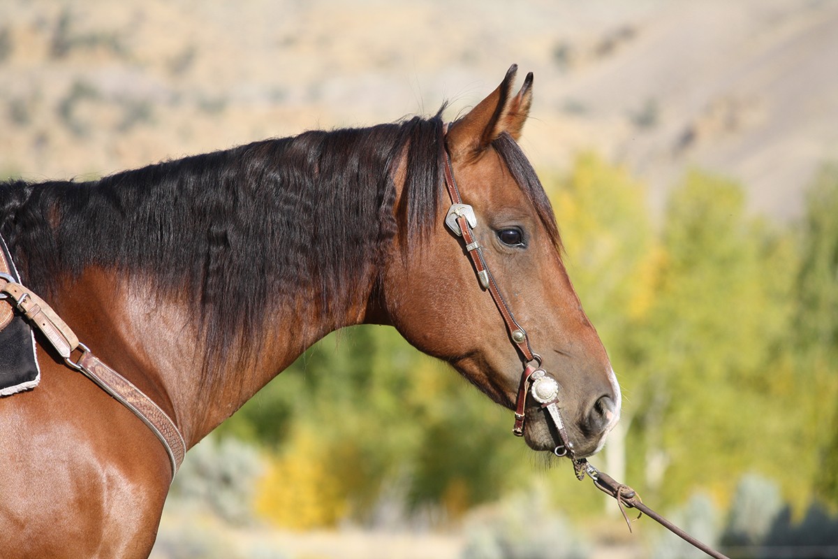 awesome-ranch-horse-for-sale