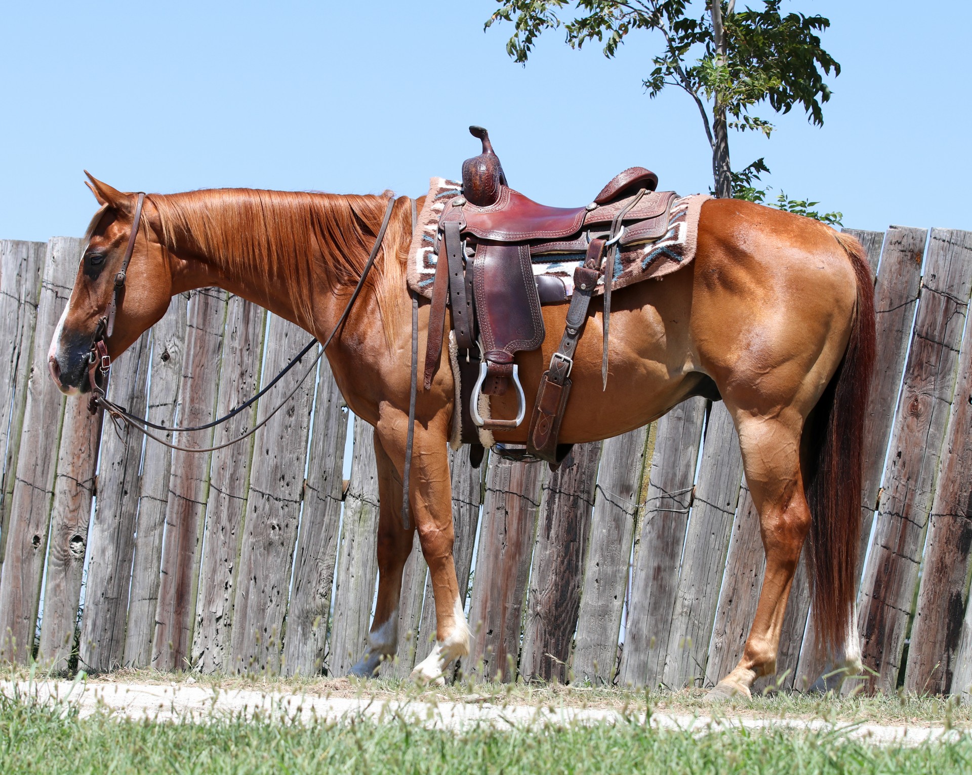 Kid broke ranch gelding Been used in all aspects of ranch work