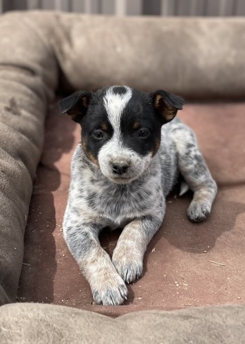 Blue And Chocolate Female Heelers - Purebred - Ckc Registered