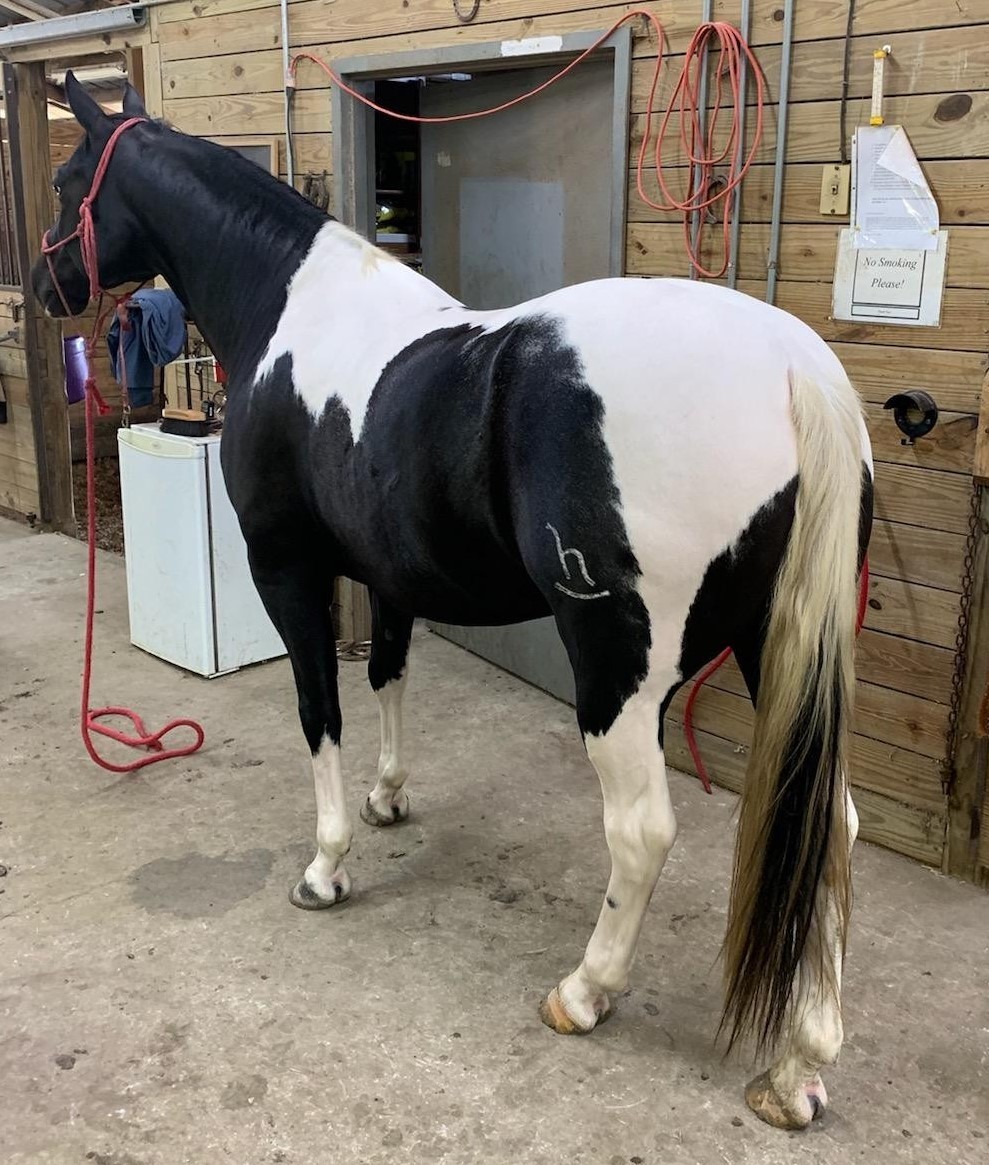 Paint Horse Gelding