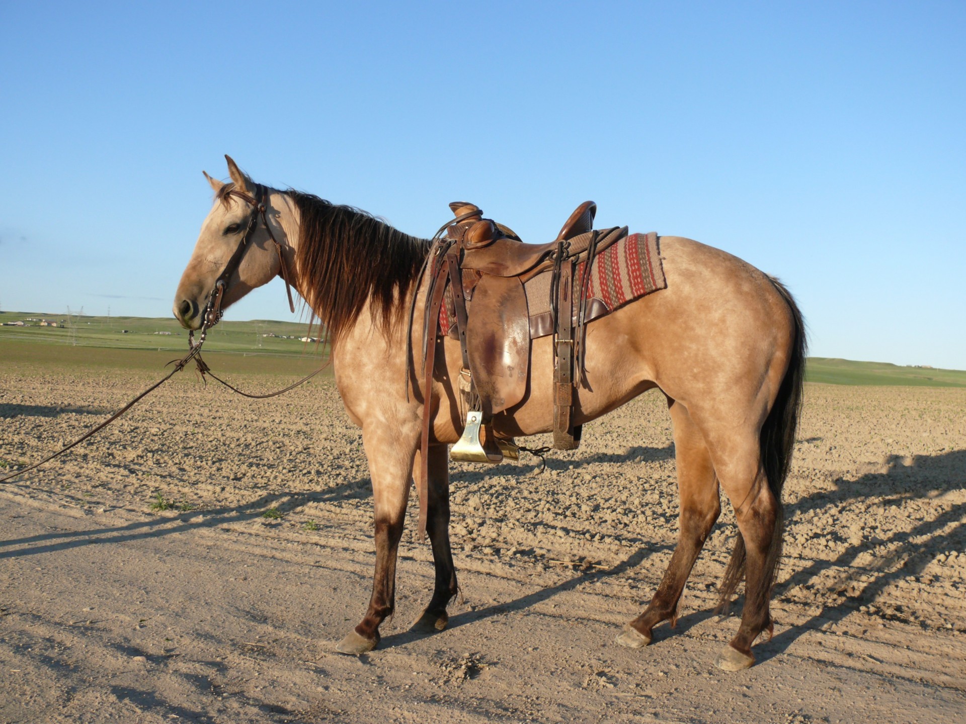 Flashy Buckskin Aqha Mare