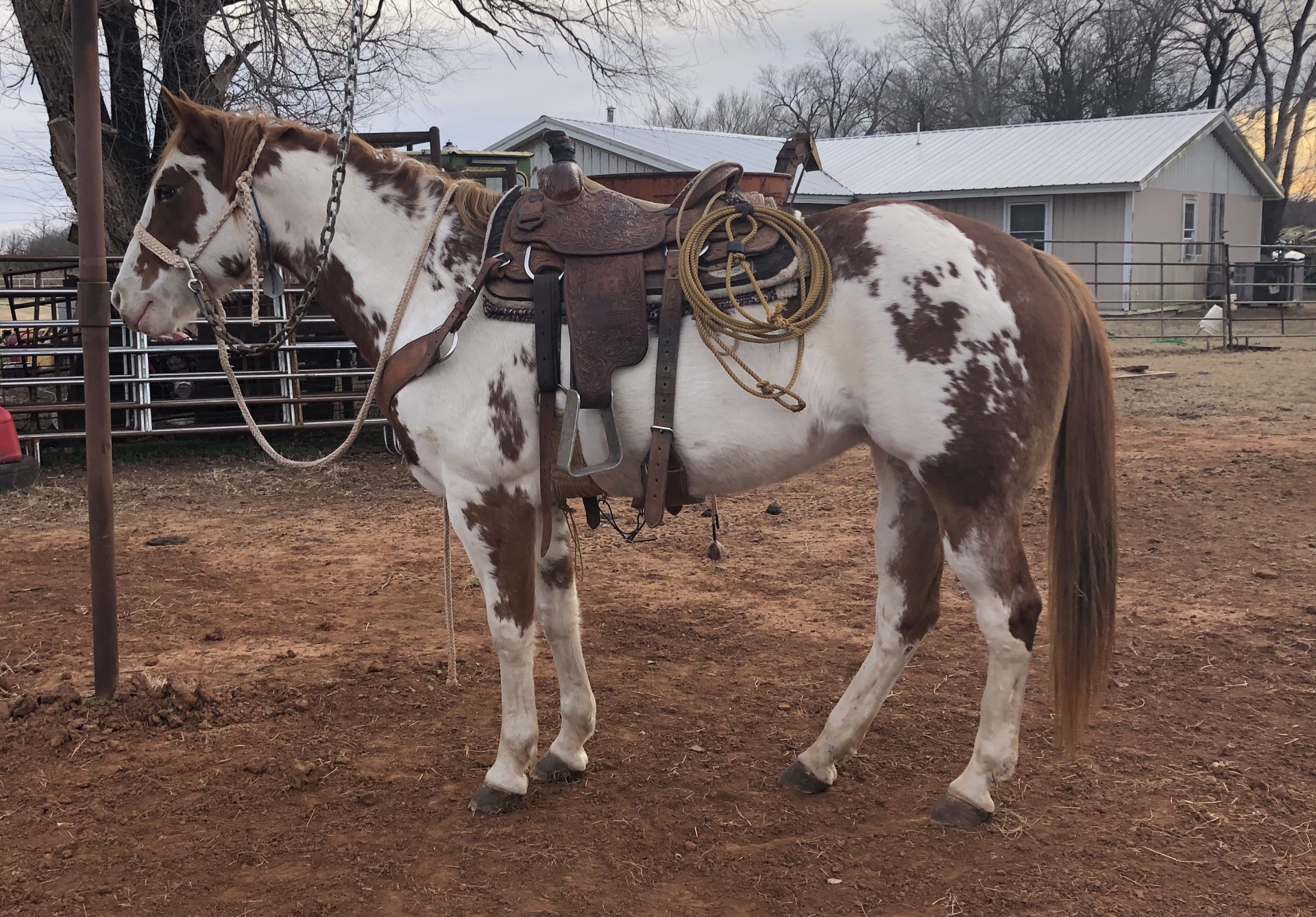 Finished Ranch Horse