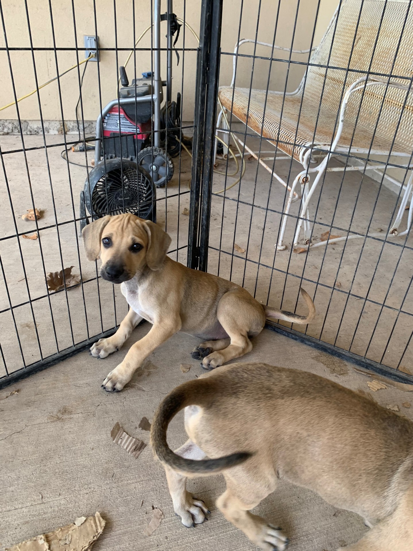 COW DOG PUPPIES FOR SALE 2 females left