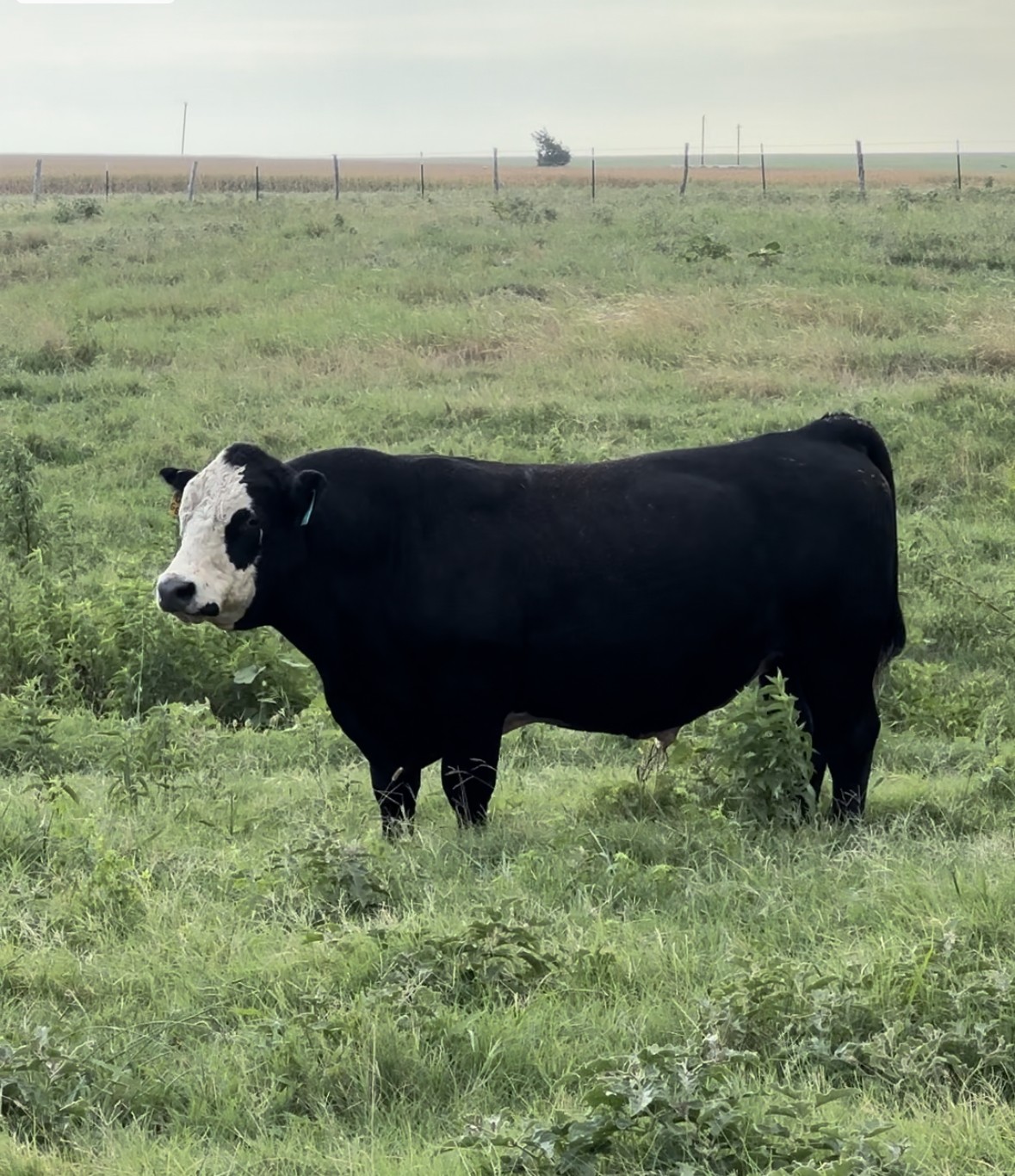 1 Simmental Bull ASR DIVIDEND G9117 Texas