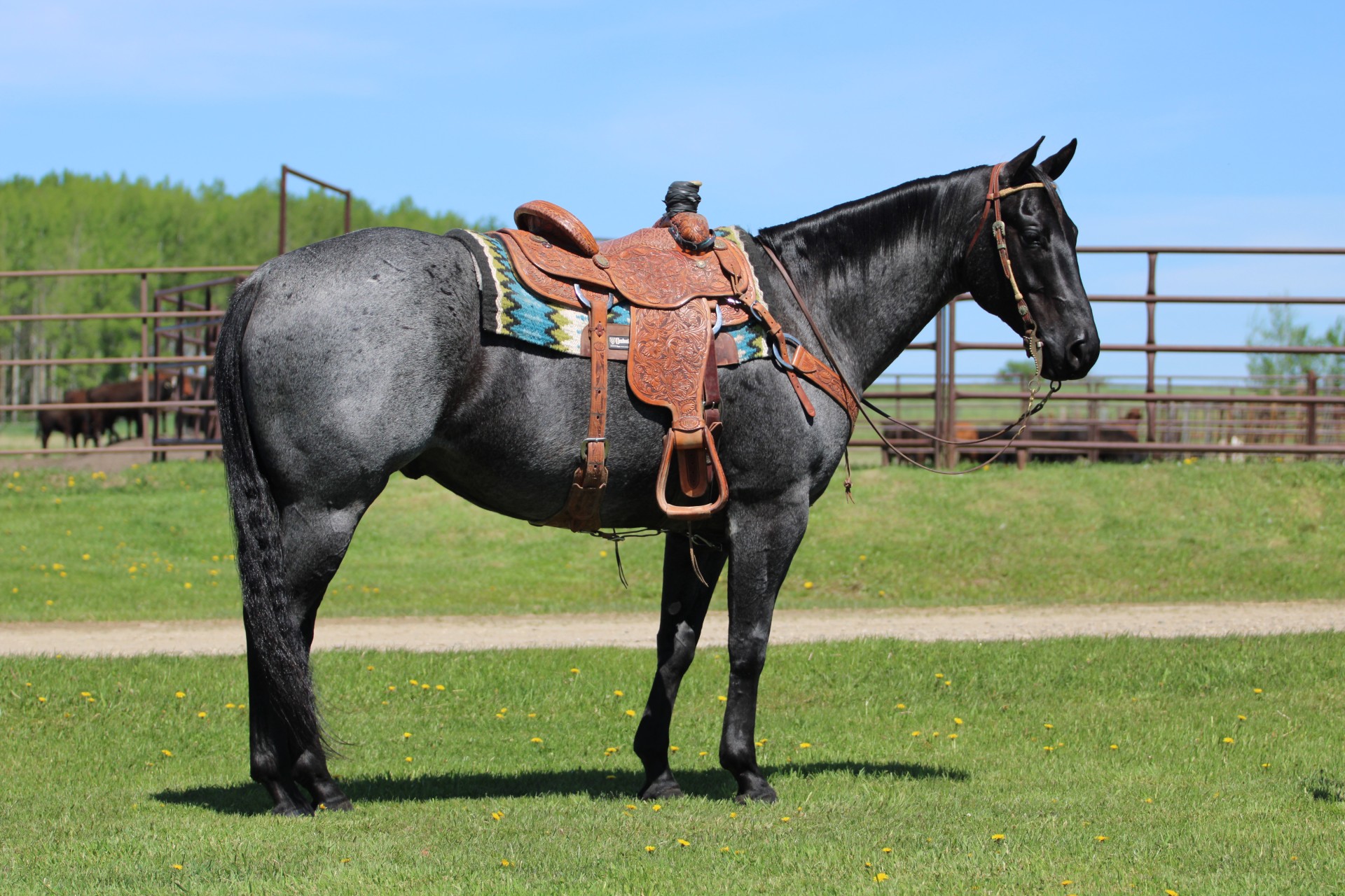 BSR Decker 5 Year Old Blue Roan Head Horse