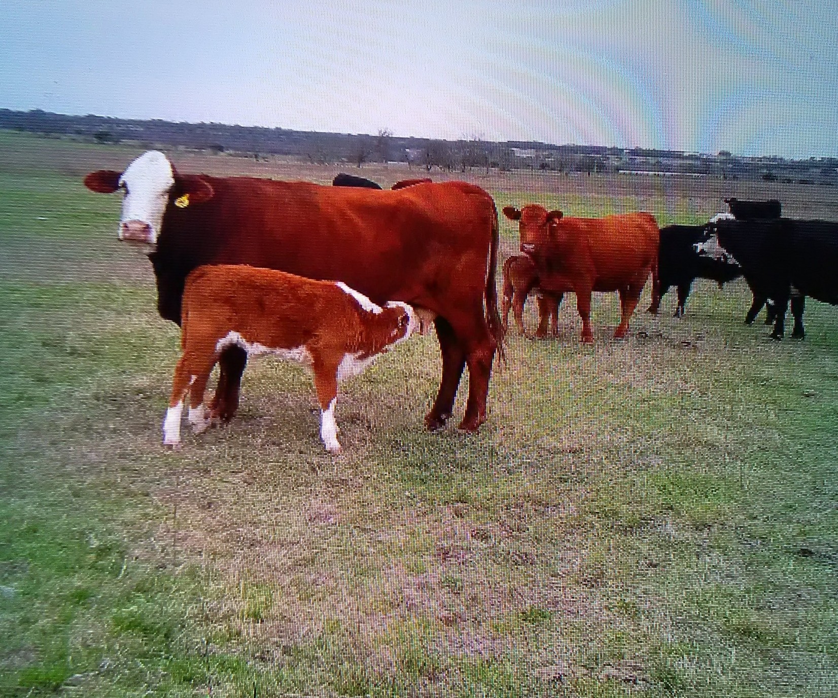 13 Cow Calf Pairs Texas