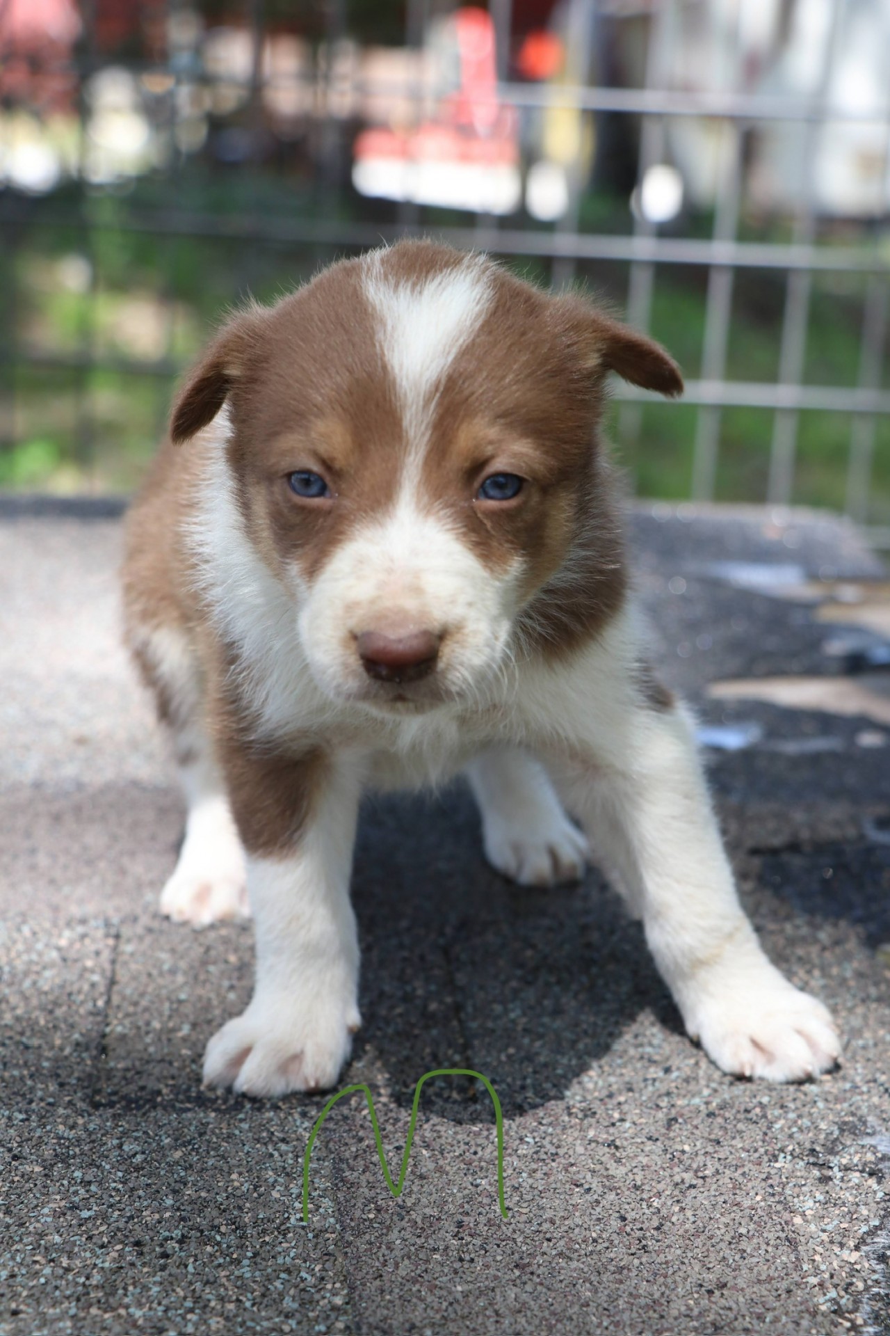 Border Collie Mix Puppies For Sale