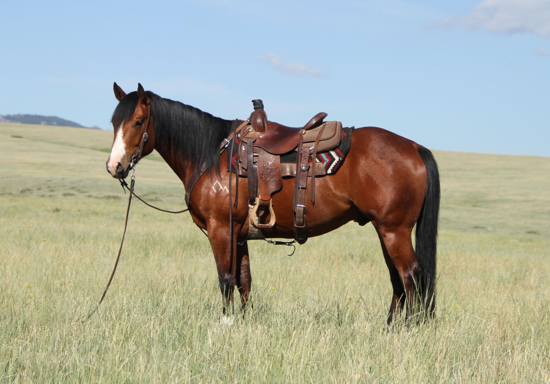 DiamondMcNabb Ranch Horse Sale *15th Anniversary*