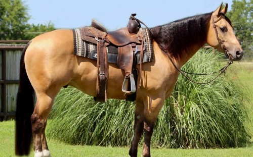 Gorgeous Buckskin Gelding