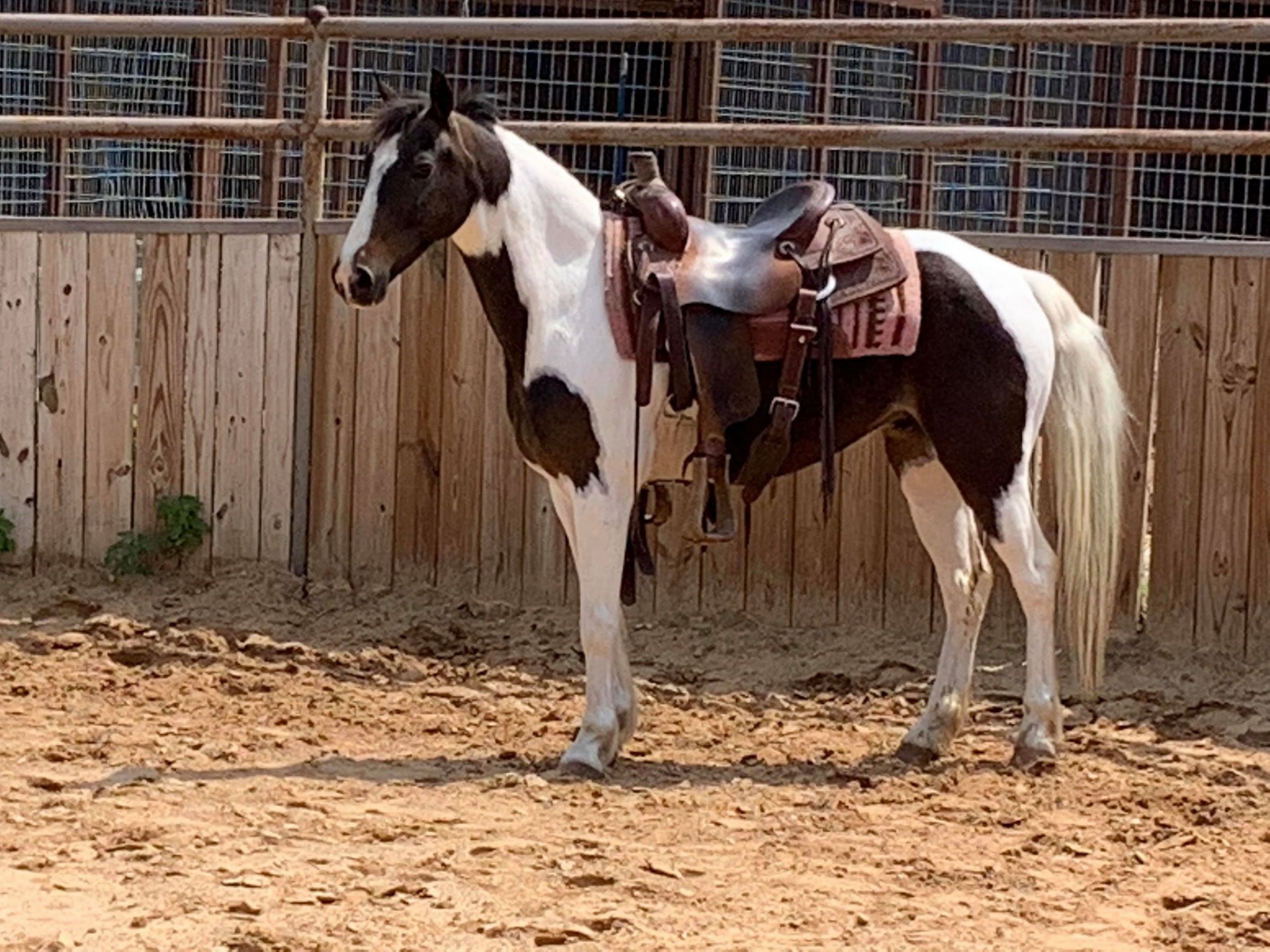 Bay Paint Gelding