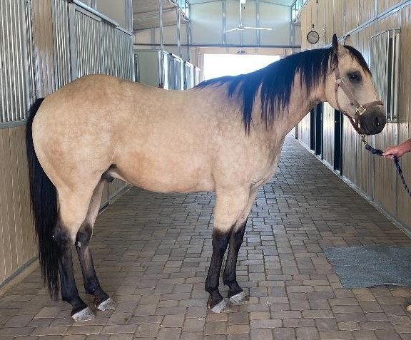 Gorgeous Dappled Buckskin AQHA Ranch Gelding