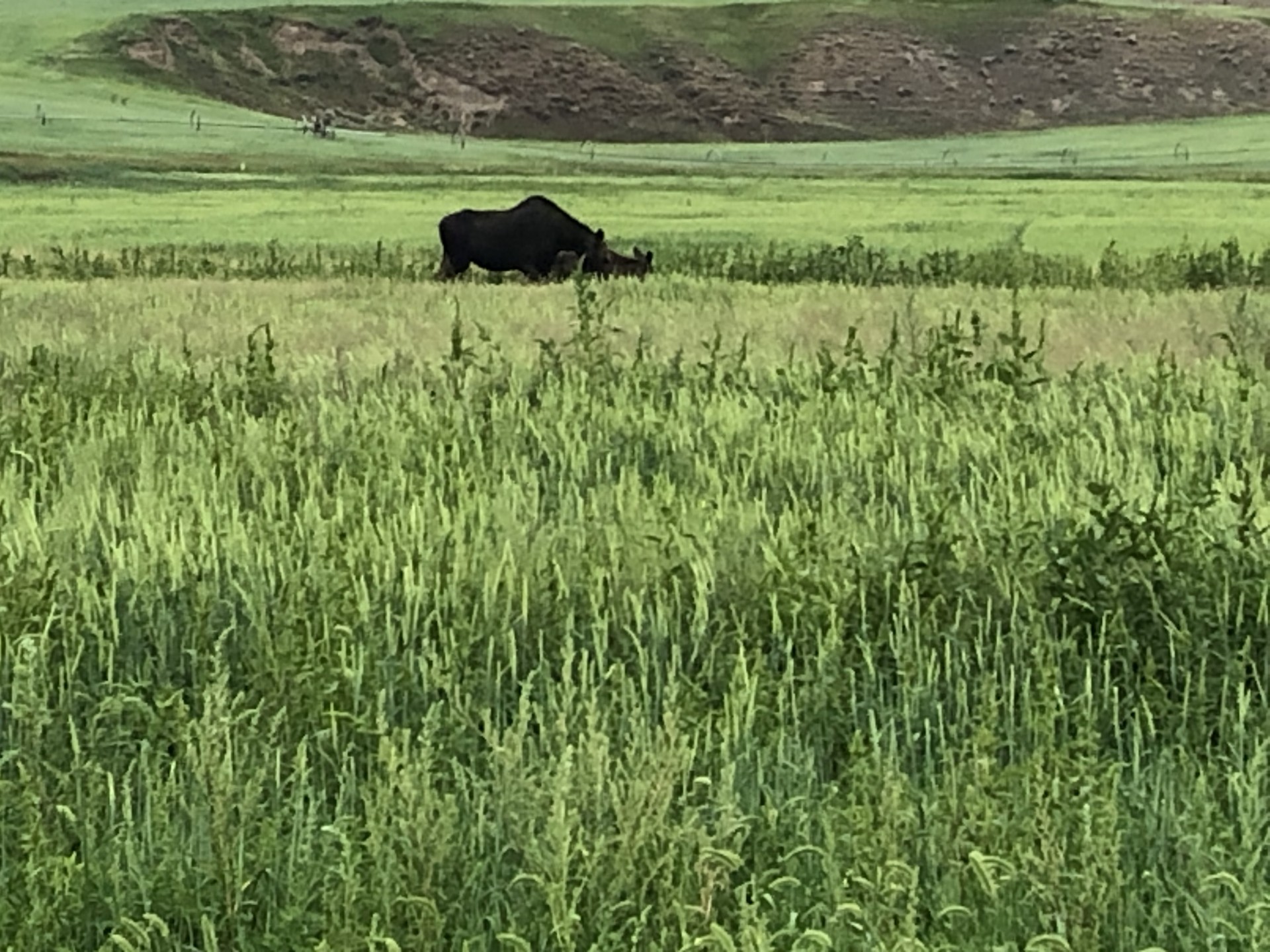 wanted-ranch-hand-montana