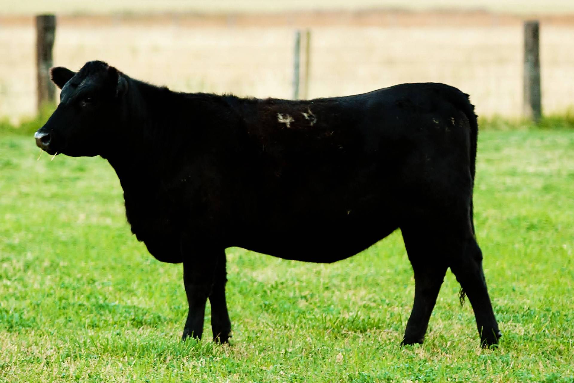 12-registered-angus-cow-calf-pairs-utah