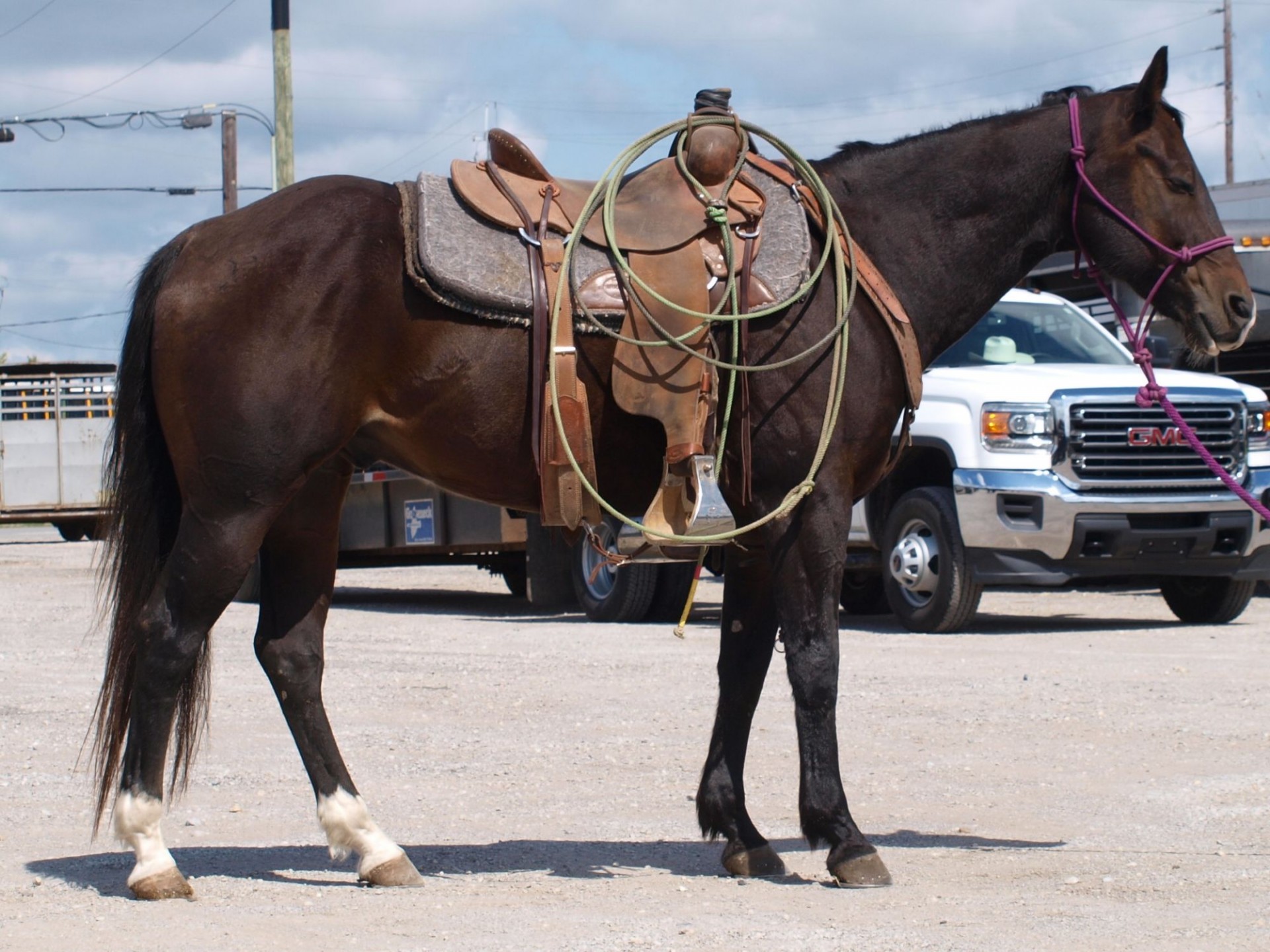 aqha-2008-bay-ranch-horse