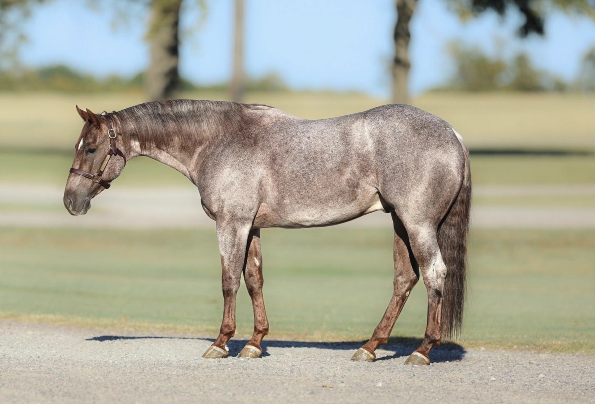 3-year-old-red-roan-gelding-by-stevie-rey-von