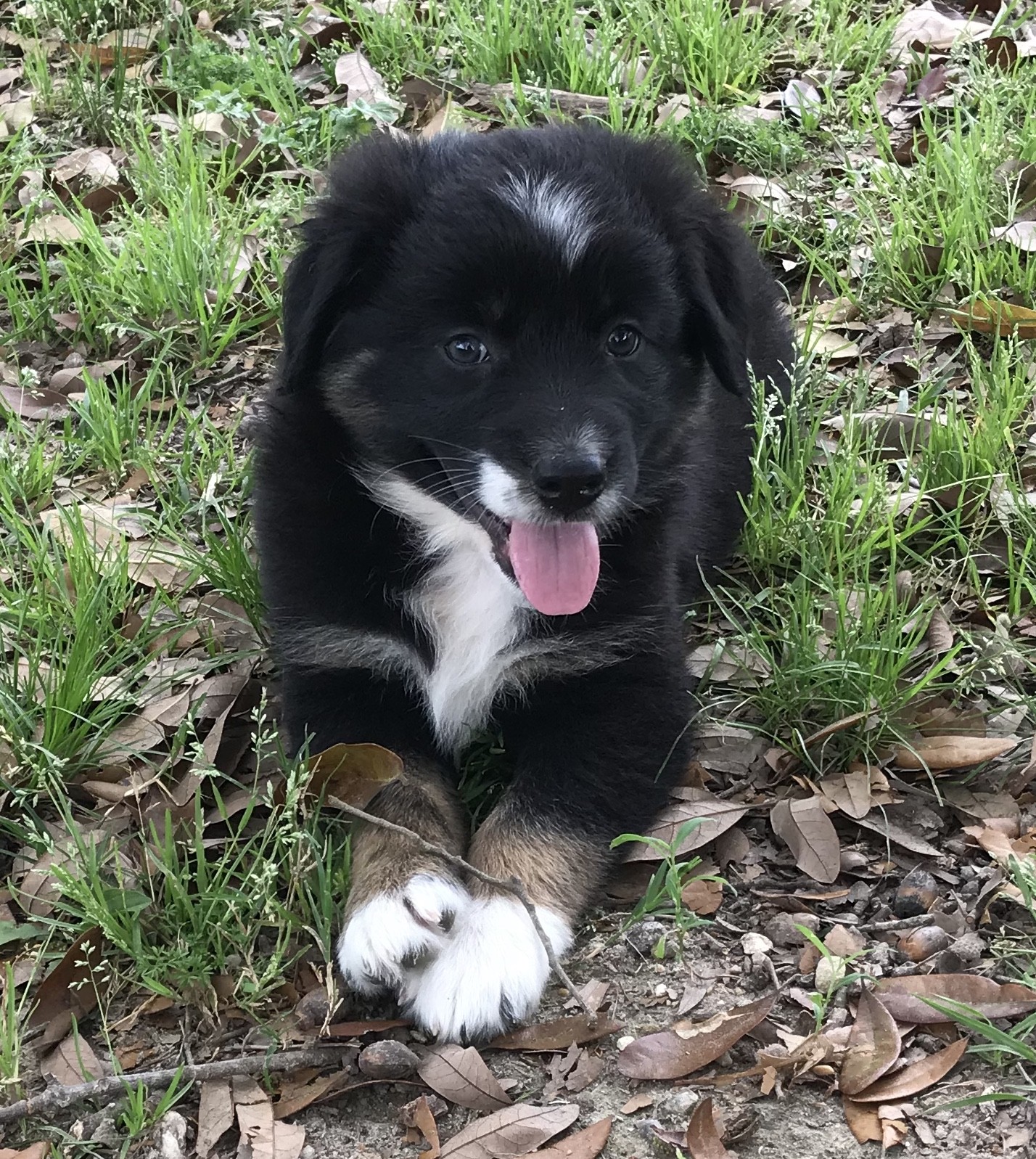 purebred-australian-shepherds-puppies-asdr-registered