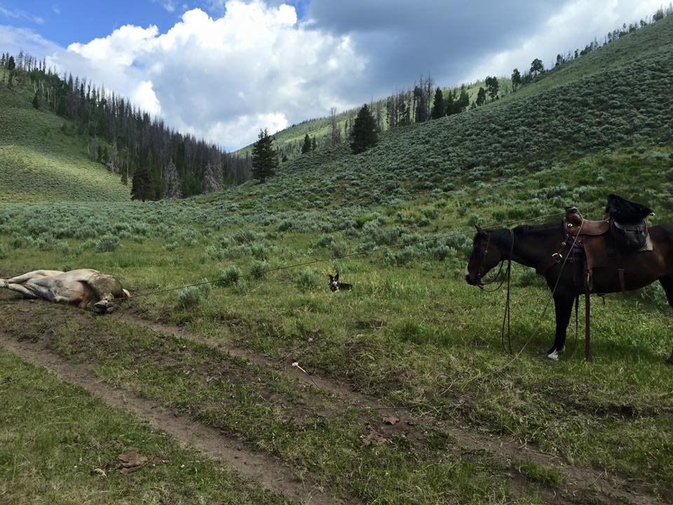 Well Rounded Ranch Hand Seeking Long Term Employment