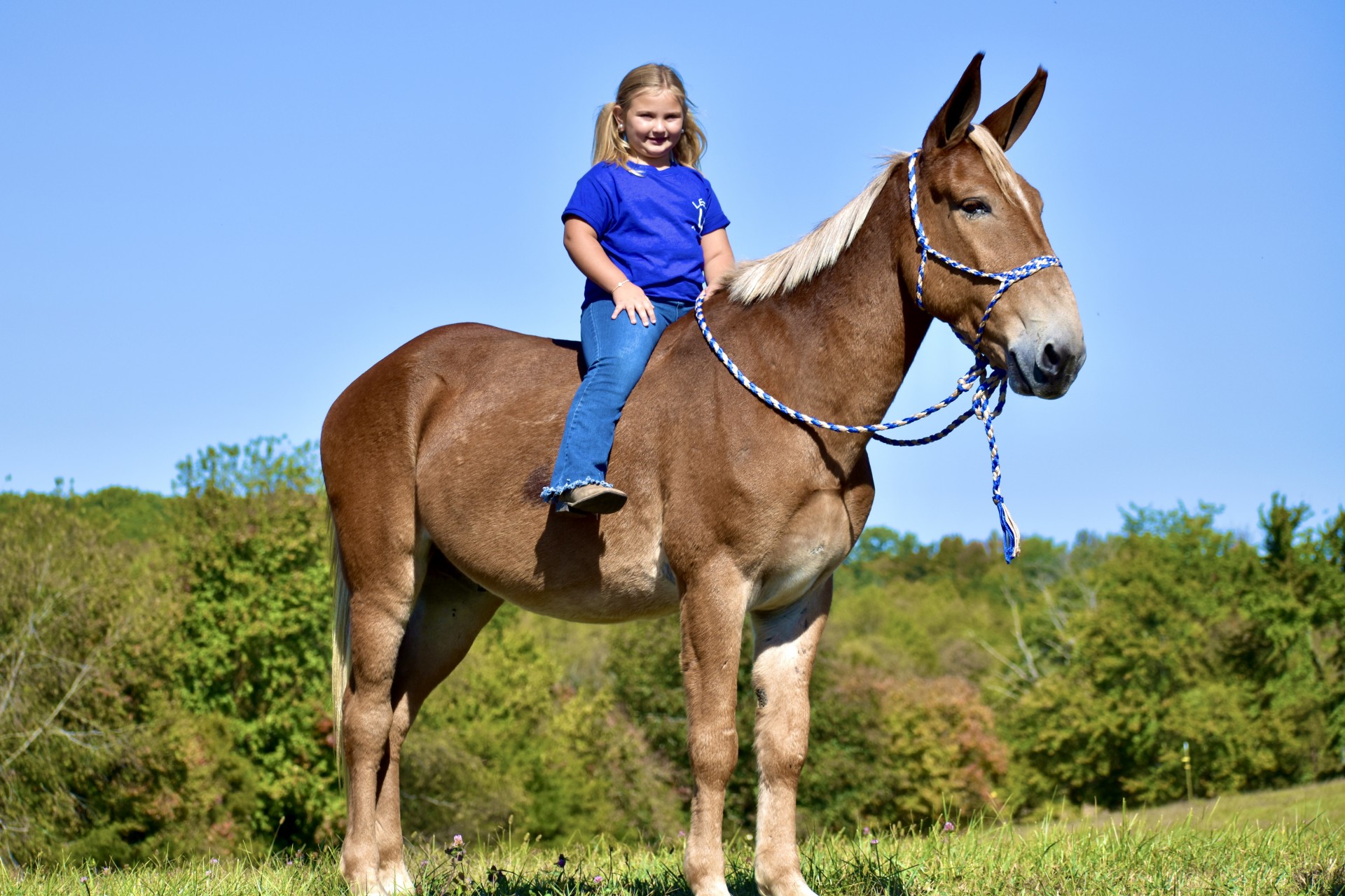 Sorrel Mule Gelding