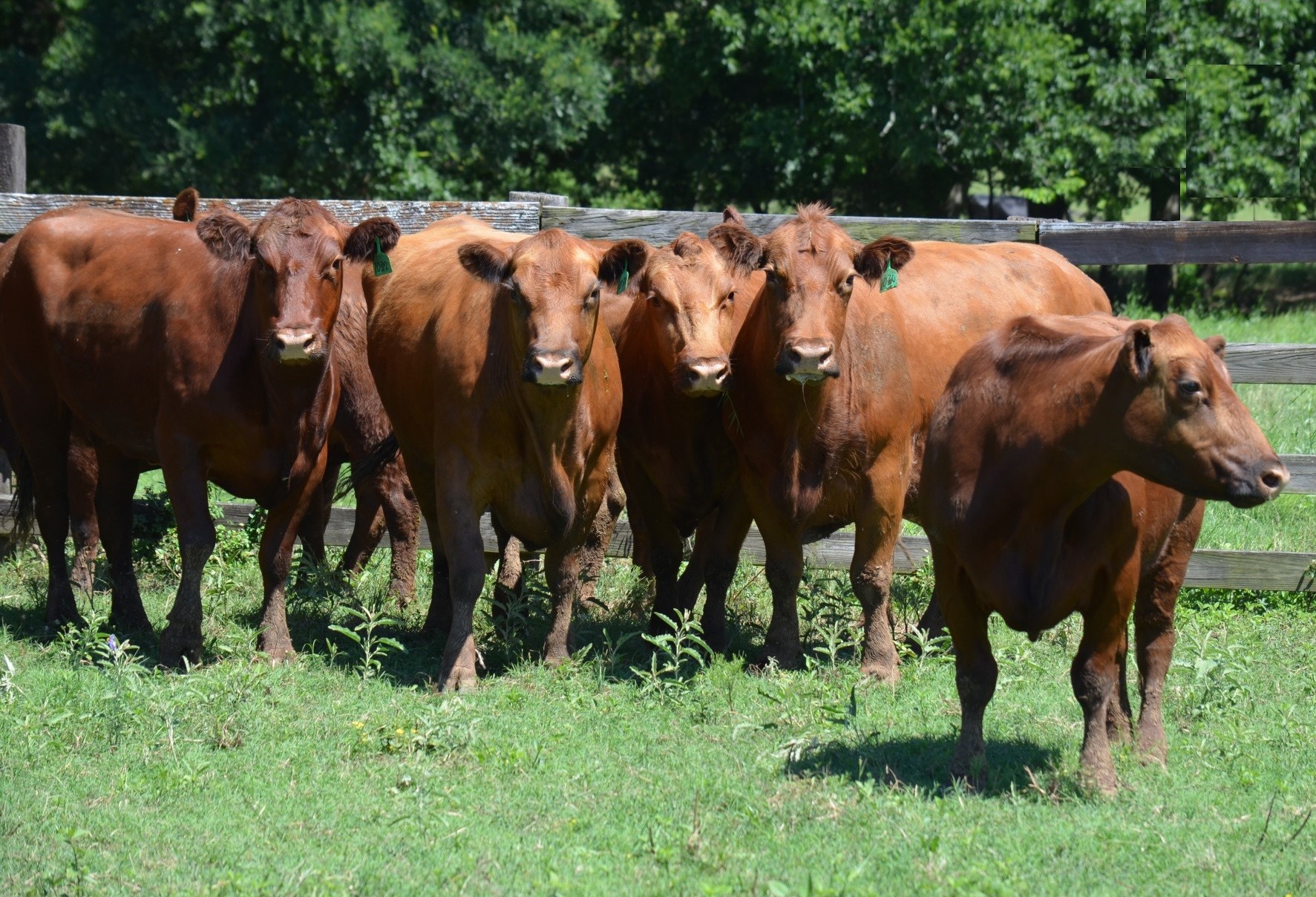 15 3 5 Year Old Red Angus Bred Cows Texas 4246
