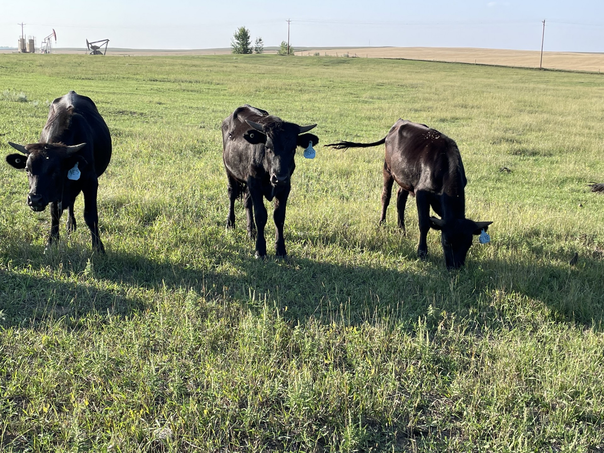 21 - Corriente Roping Cattle - North Dakota