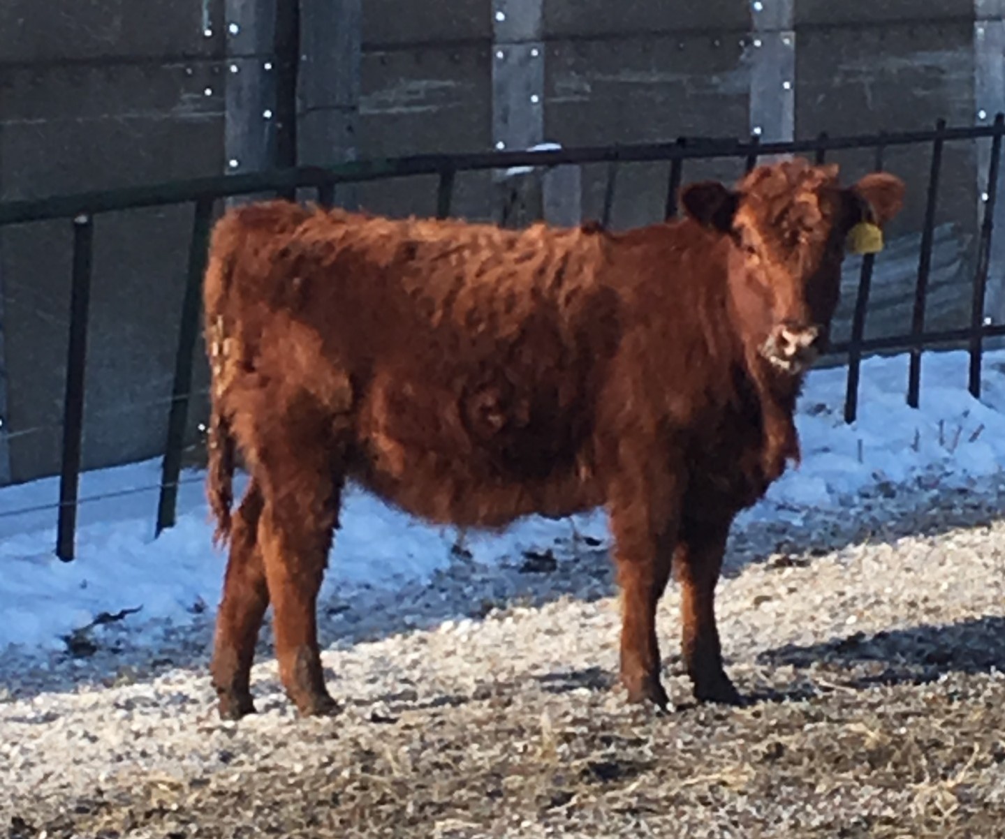 8 - Registered Red Angus Replacement Heifers - Nebraska