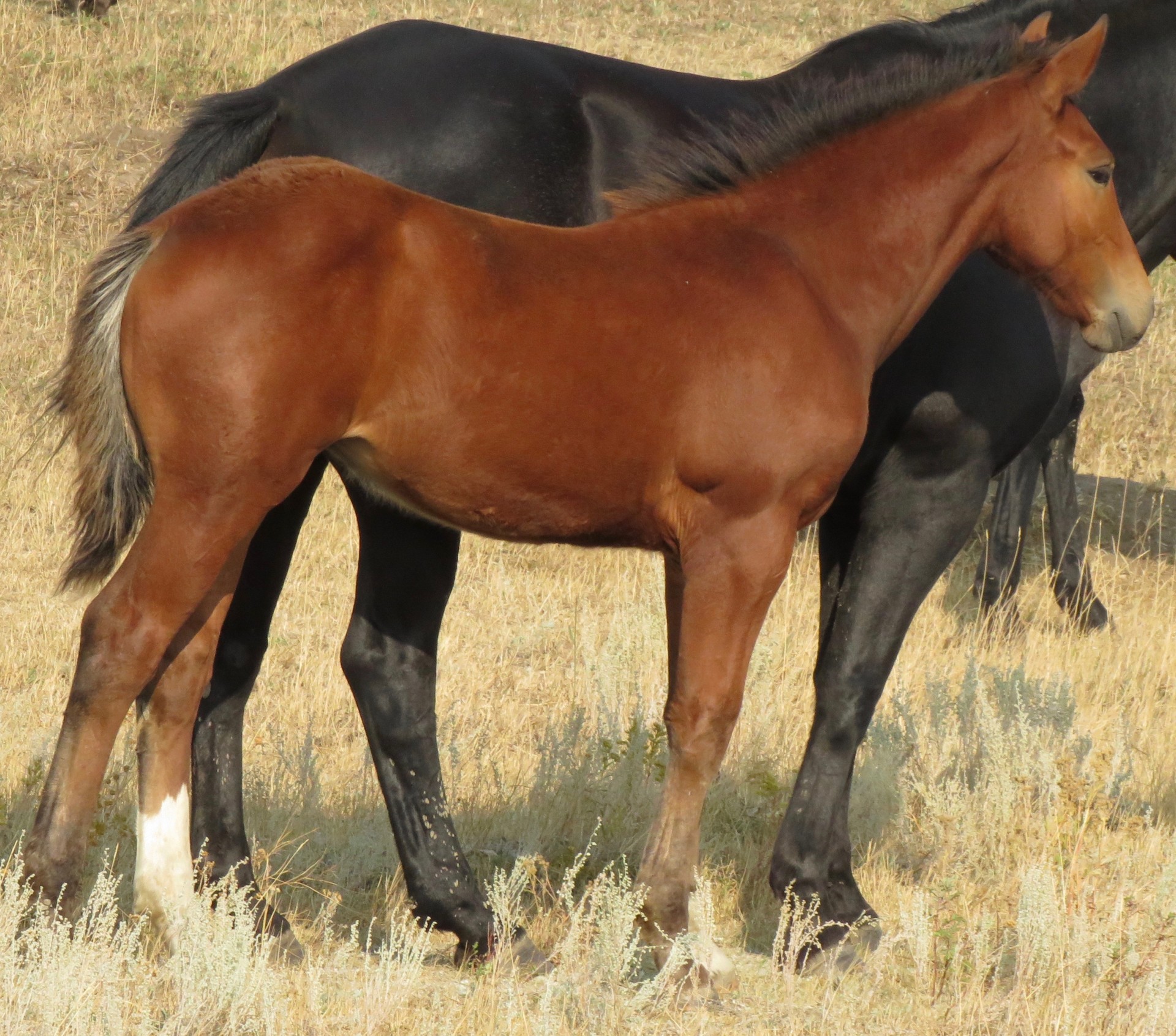 Weanling, WM Draft Cross, FILLY!