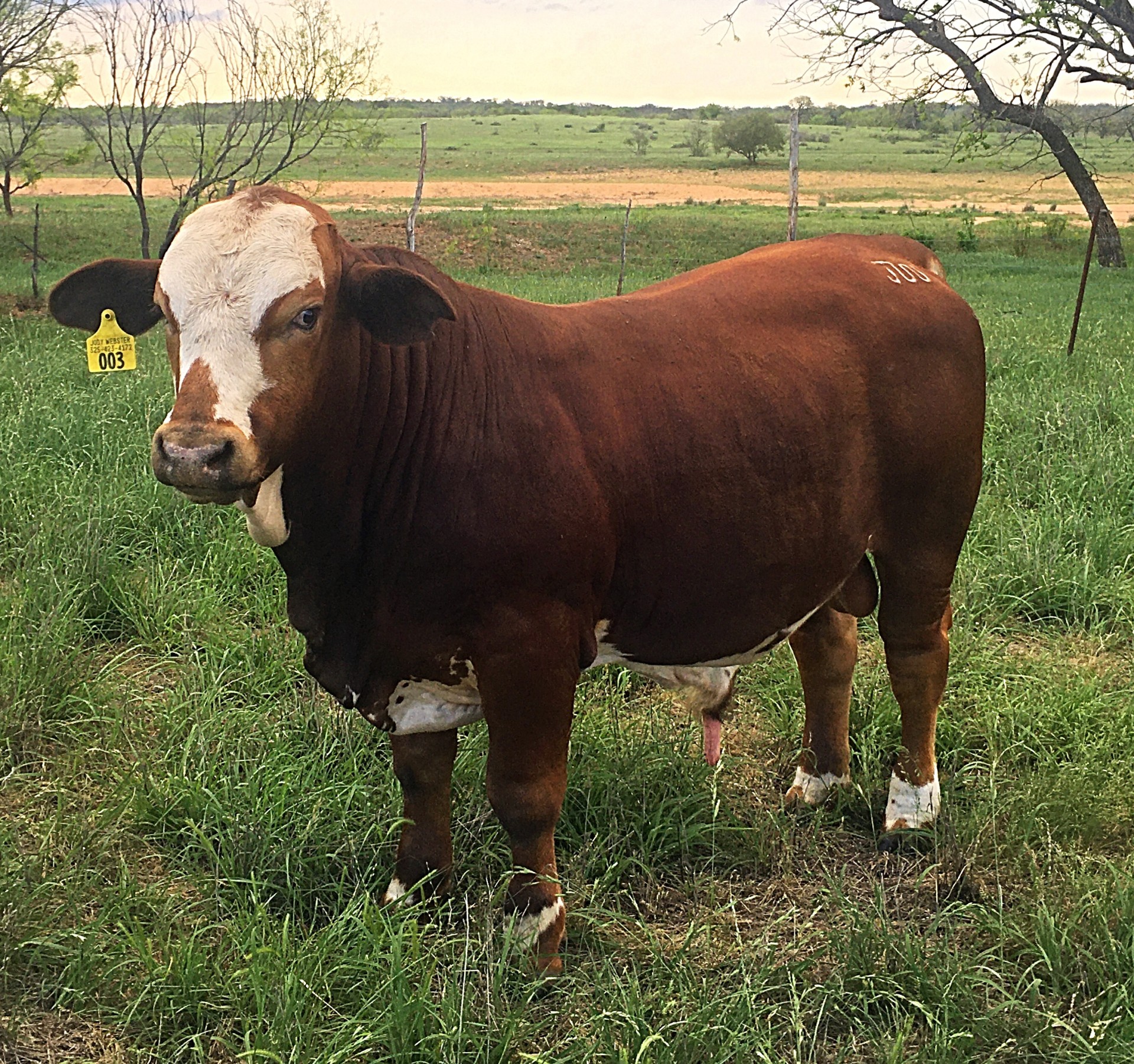 2 Purebred Beefmaster Yearling Bulls Texas