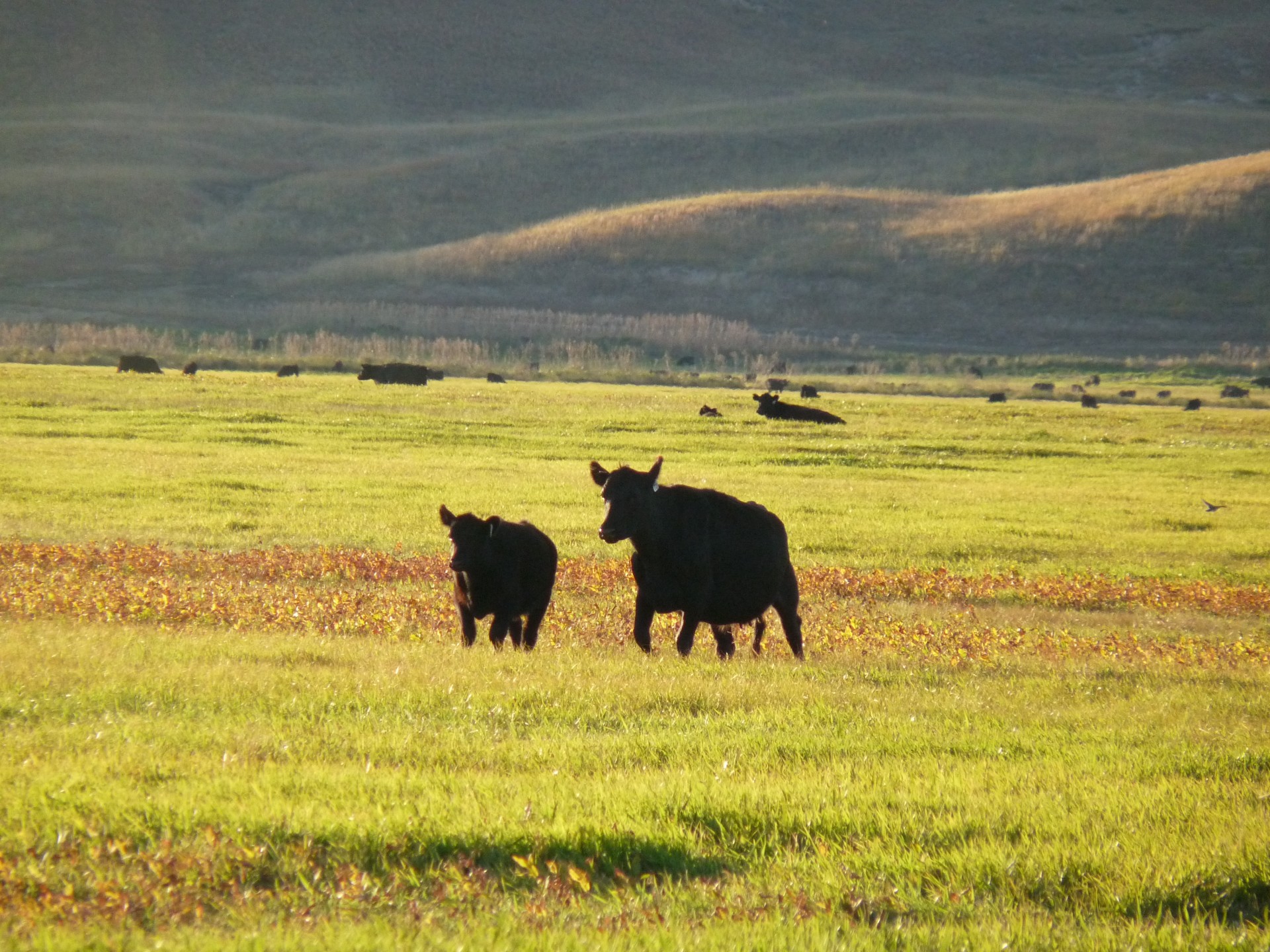 wanted-ranch-hand-nebraska