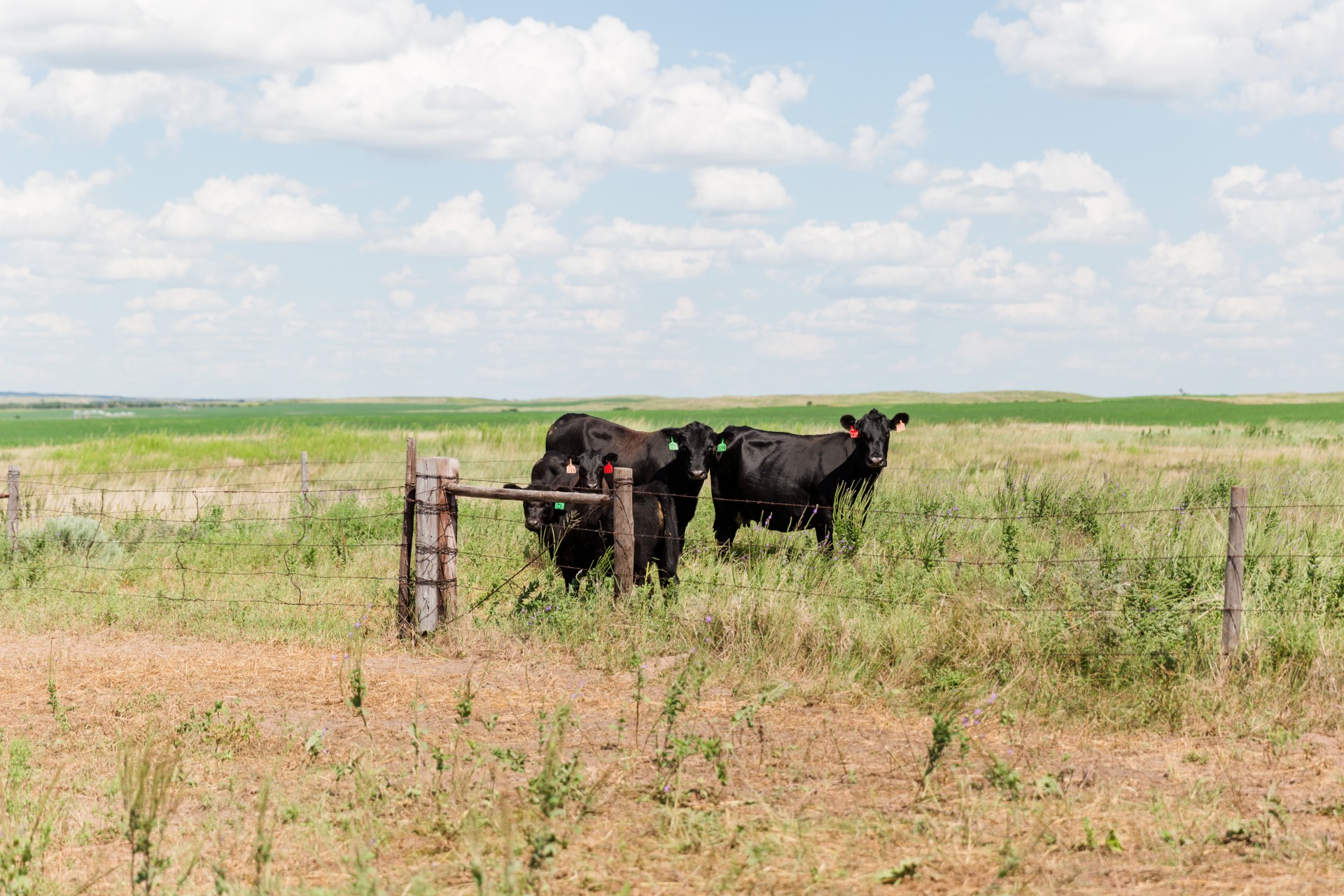 wanted-ranch-manager-asap-nebraska