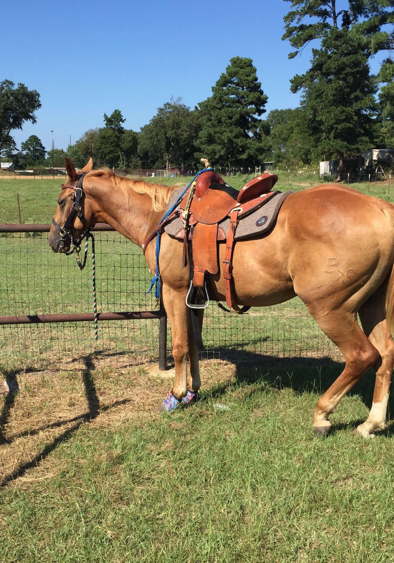 3-year-old-quarter-horse-gelding