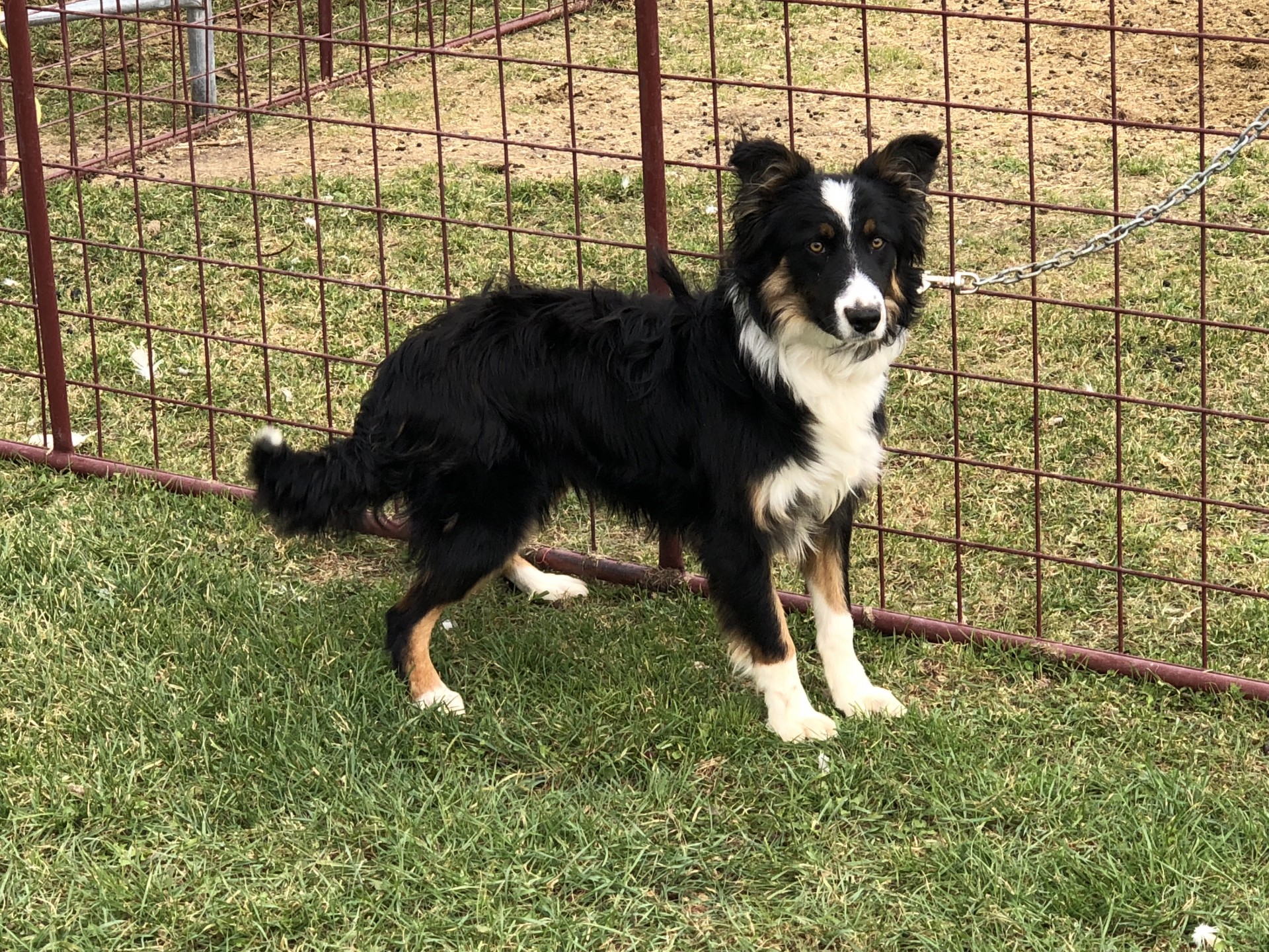 11-month-old-border-collie