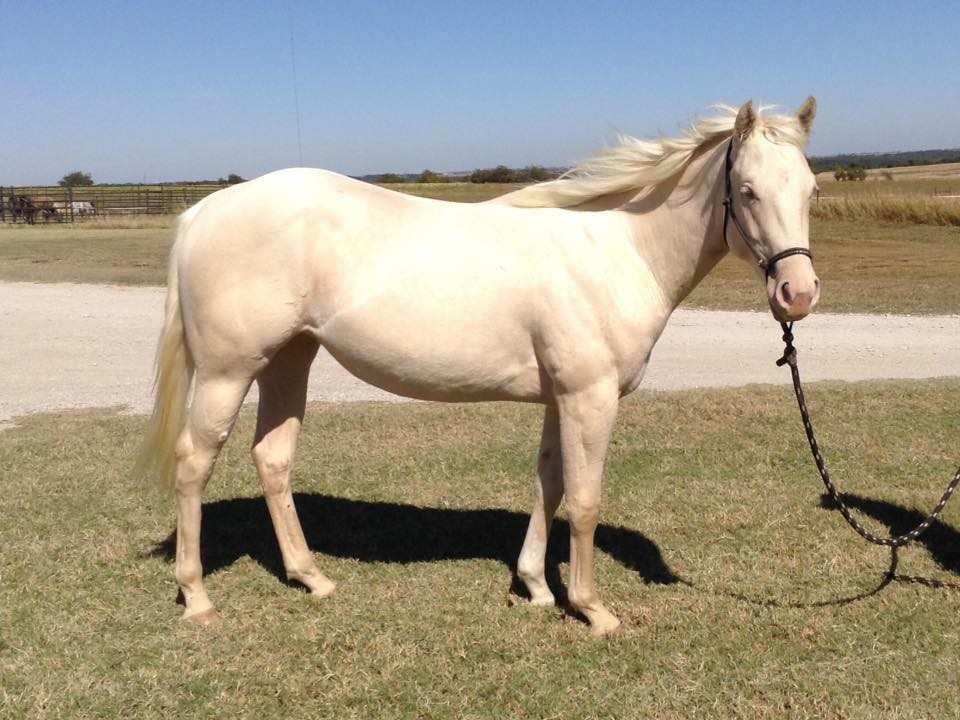 horse-training-2-year-old-youtube-horses-horse-training-iphone