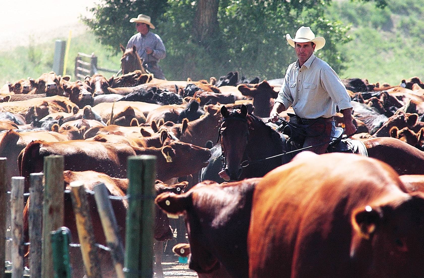 Cattle Ranch Salary