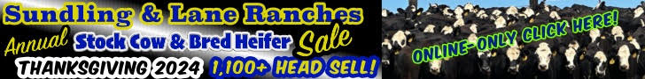 Sundling & Lane Ranches Stock Cow & Bred Heifer Sale